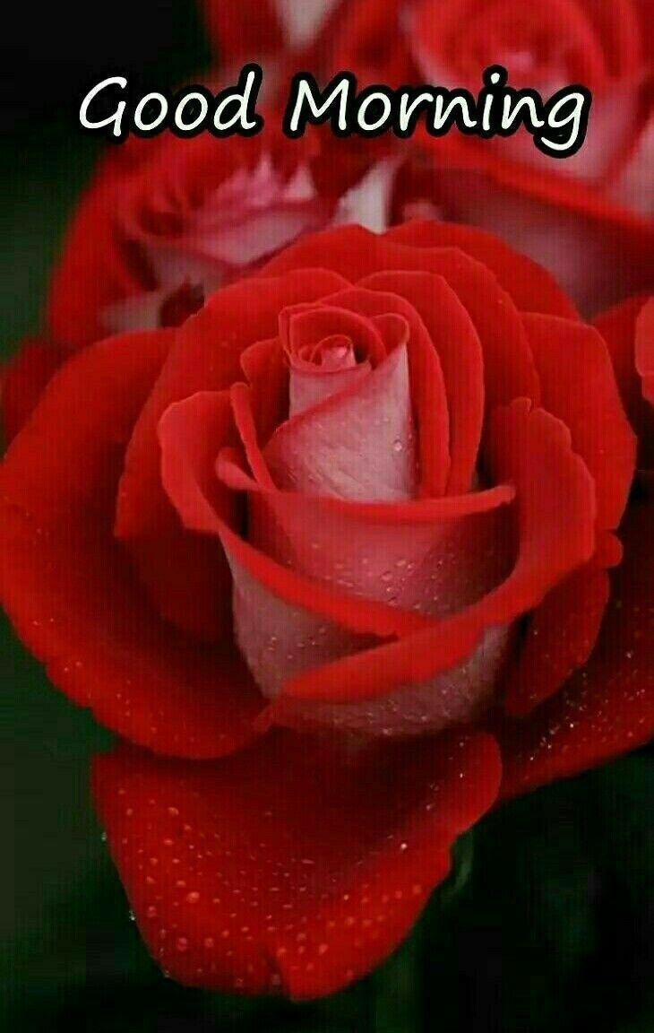 730x1160 good morning rose image good night Path Decorations Picture, Phone