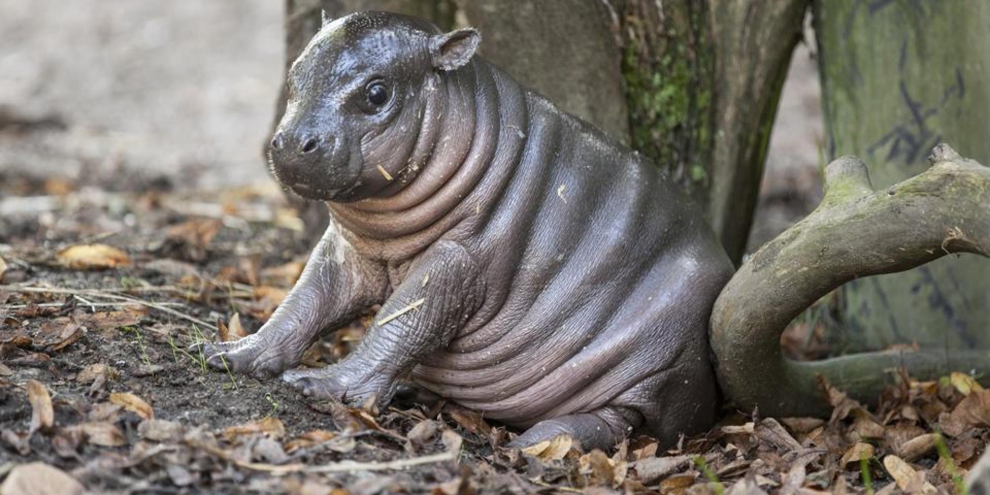 2000x1000 Pygmy hippopotamus HD Wallpaperwallpaper.net, Dual Screen