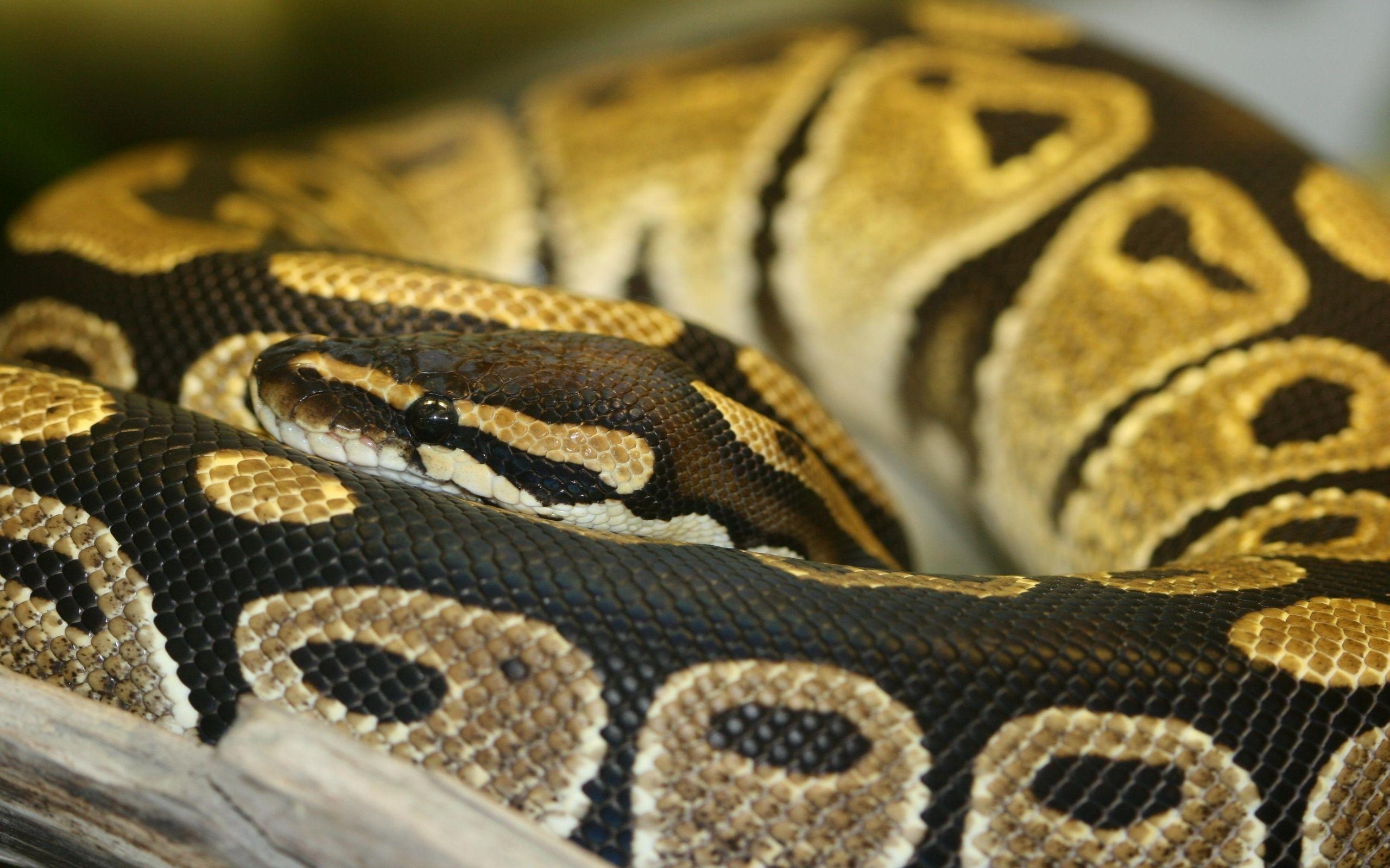 2560x1600 Free Python Wallpaper 38501. Best Free Desktop HD Wallpaper, Desktop