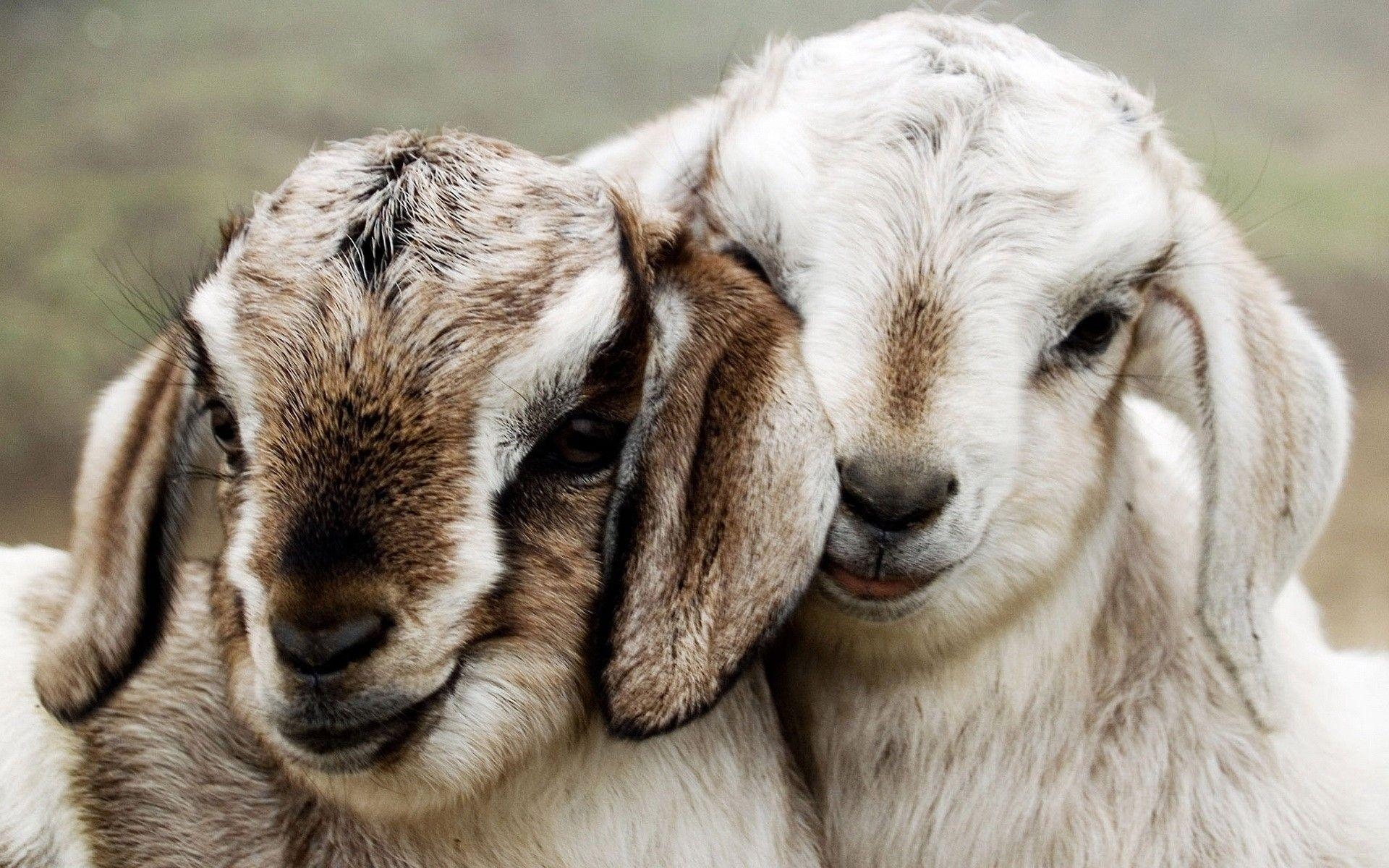 1920x1200 Baby Goat Wallpaper HD. Full HD Picture, Desktop