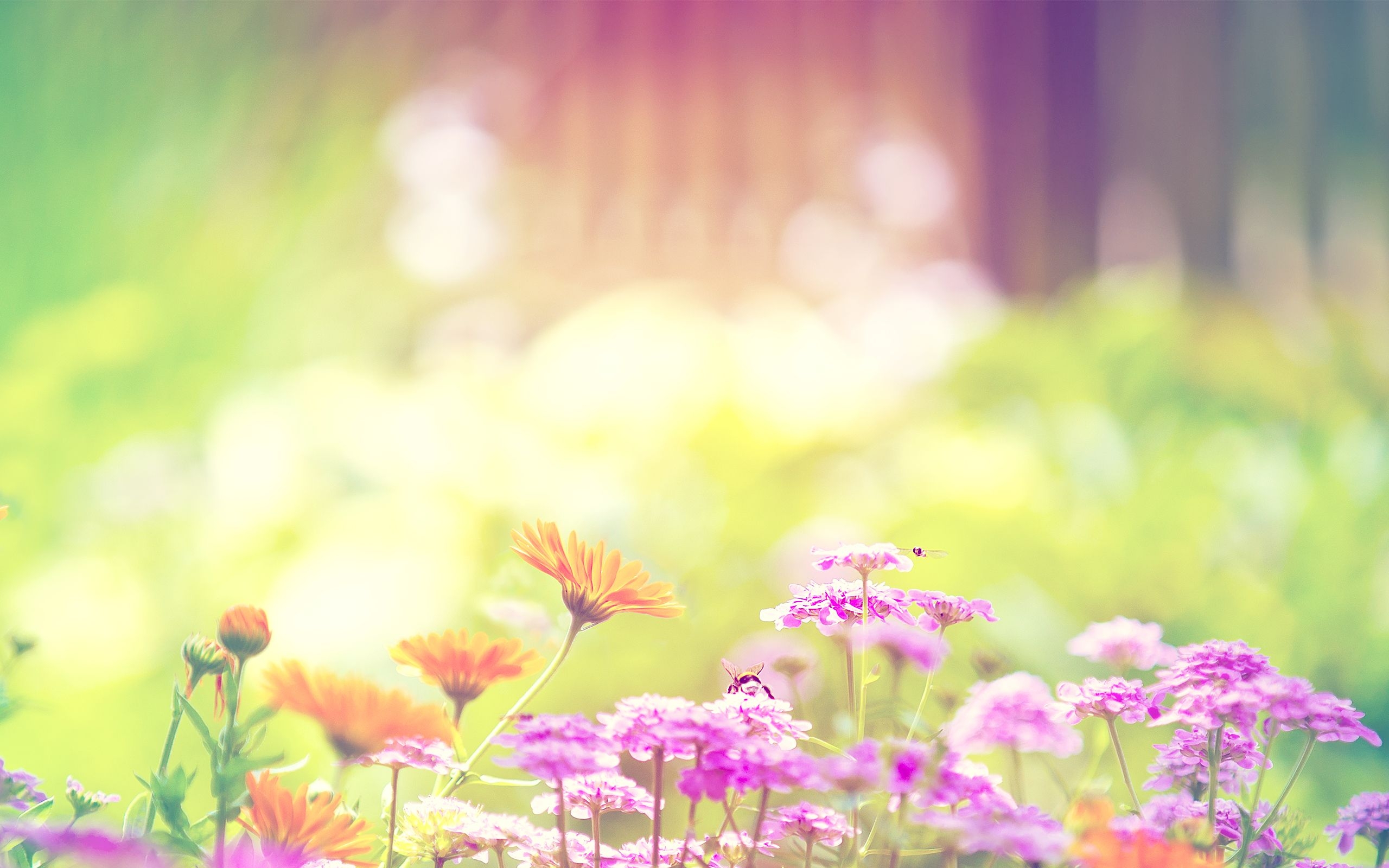 2560x1600 Flowers spring bumblebee bright bombus wallpaperx1600, Desktop