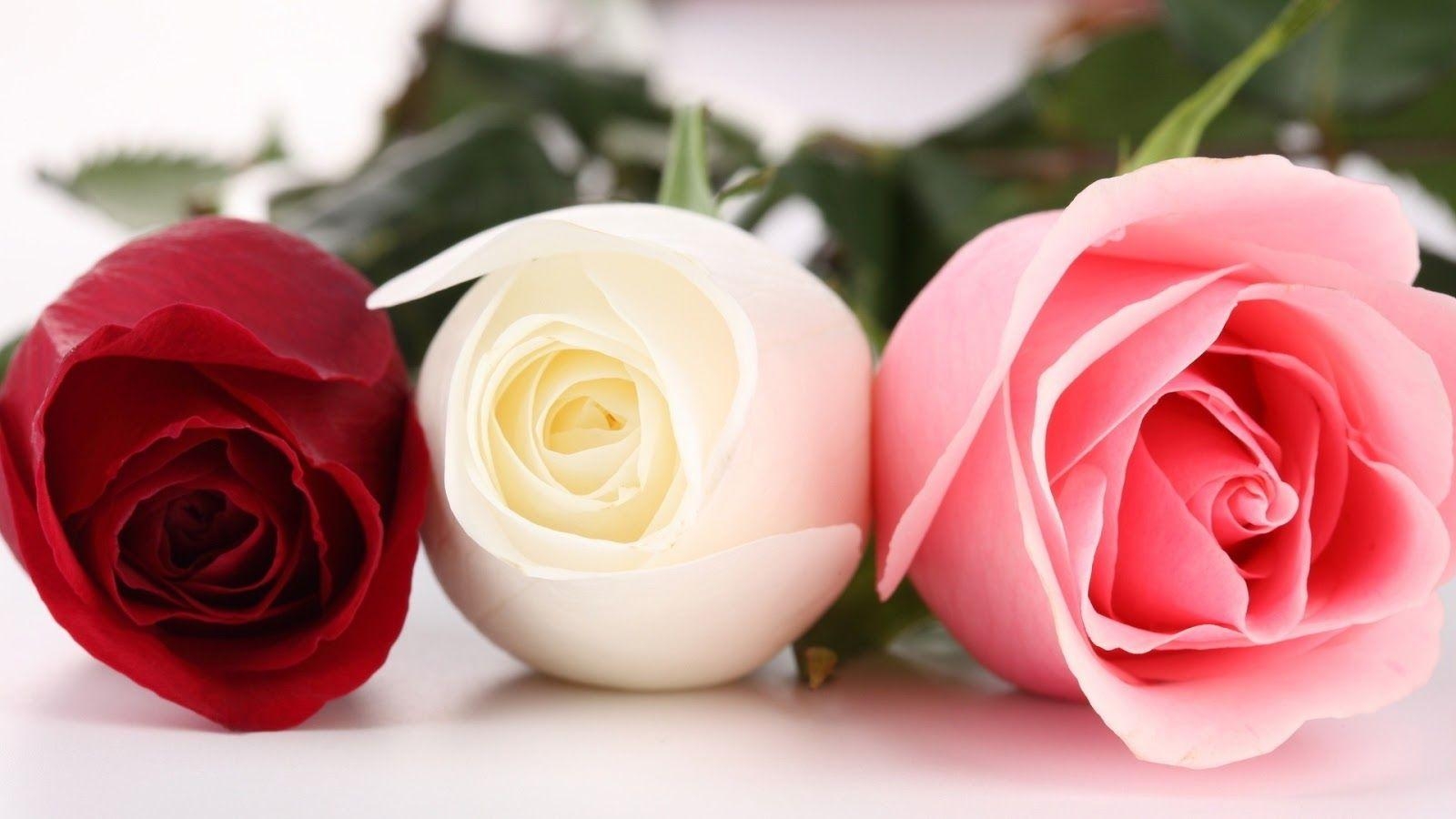 1600x900 Best Beautiful Pink Roses Wallpaper For Desktop HD Rose Afari Of, Desktop