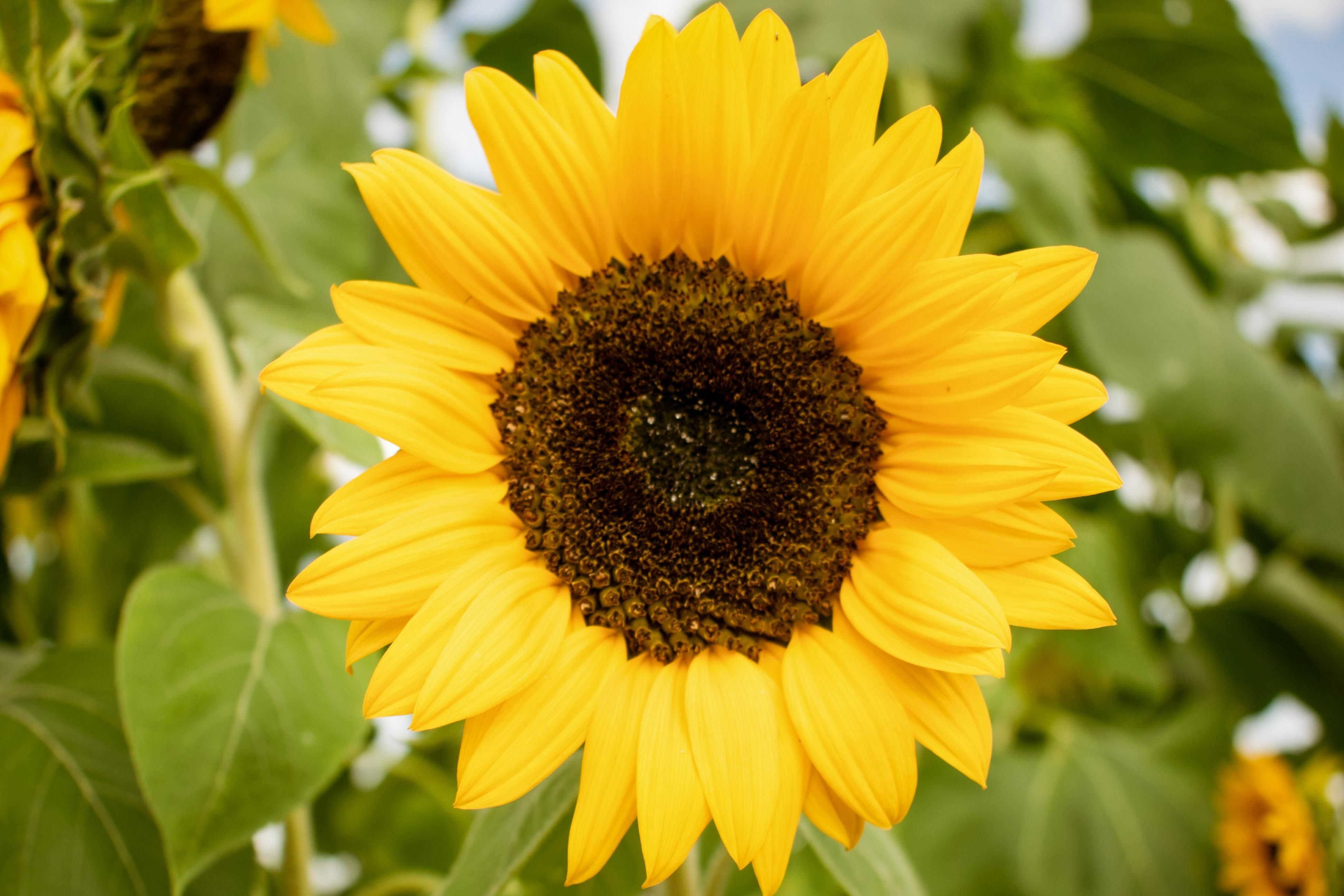 3900x2600 Sunflower Picture 4K wallpaper. Sunflower picture, Sunflower wallpaper, Sunflower, Desktop