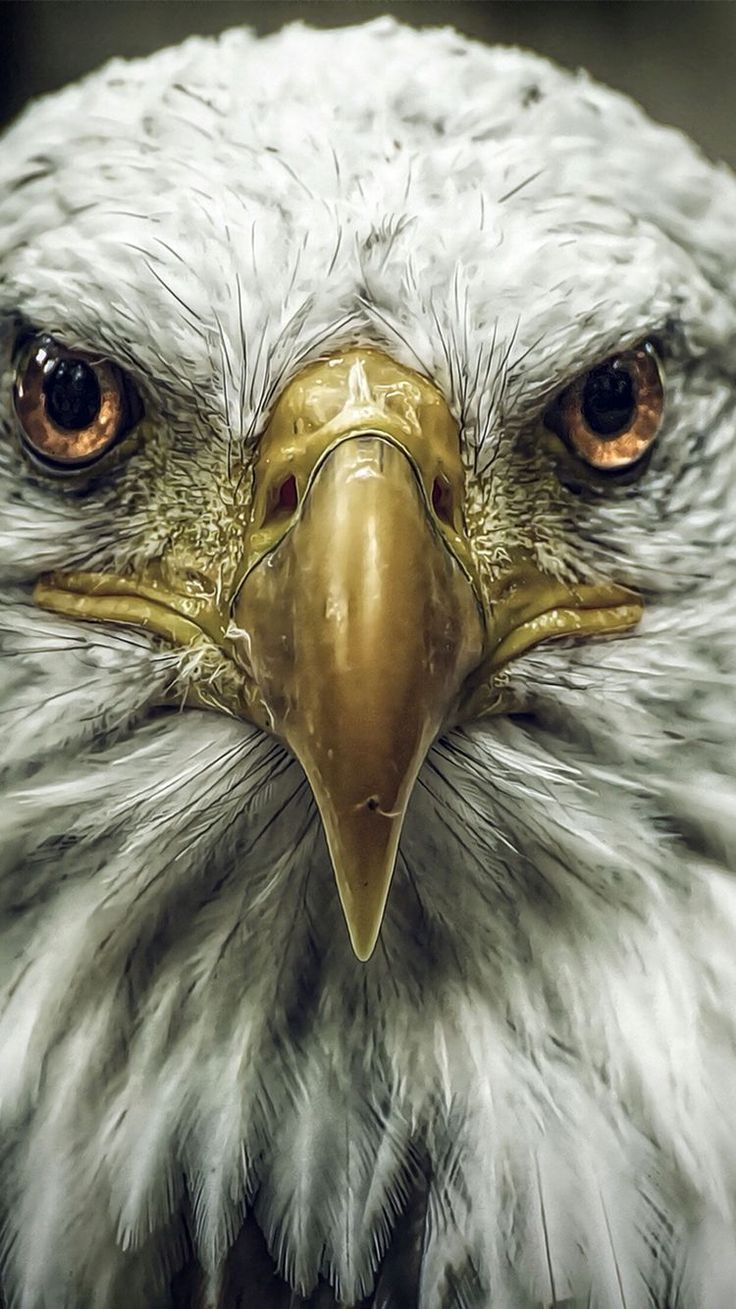 740x1310 bald #bird #Eagle #wallpaper #wallzappcom #wallpaper #android, Phone