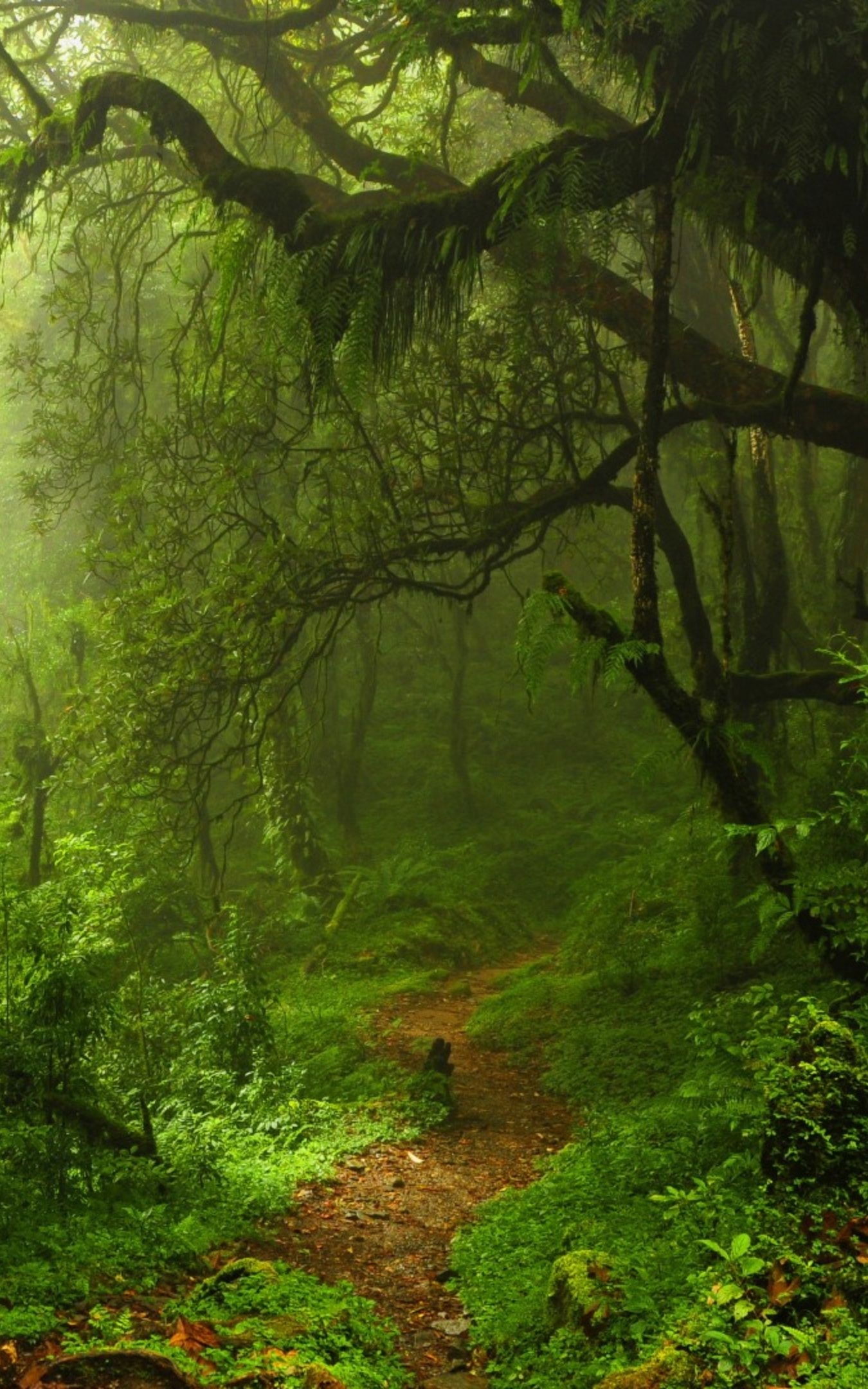 1350x2160 27++ Nature Wallpaper 4k For Mobile, Phone