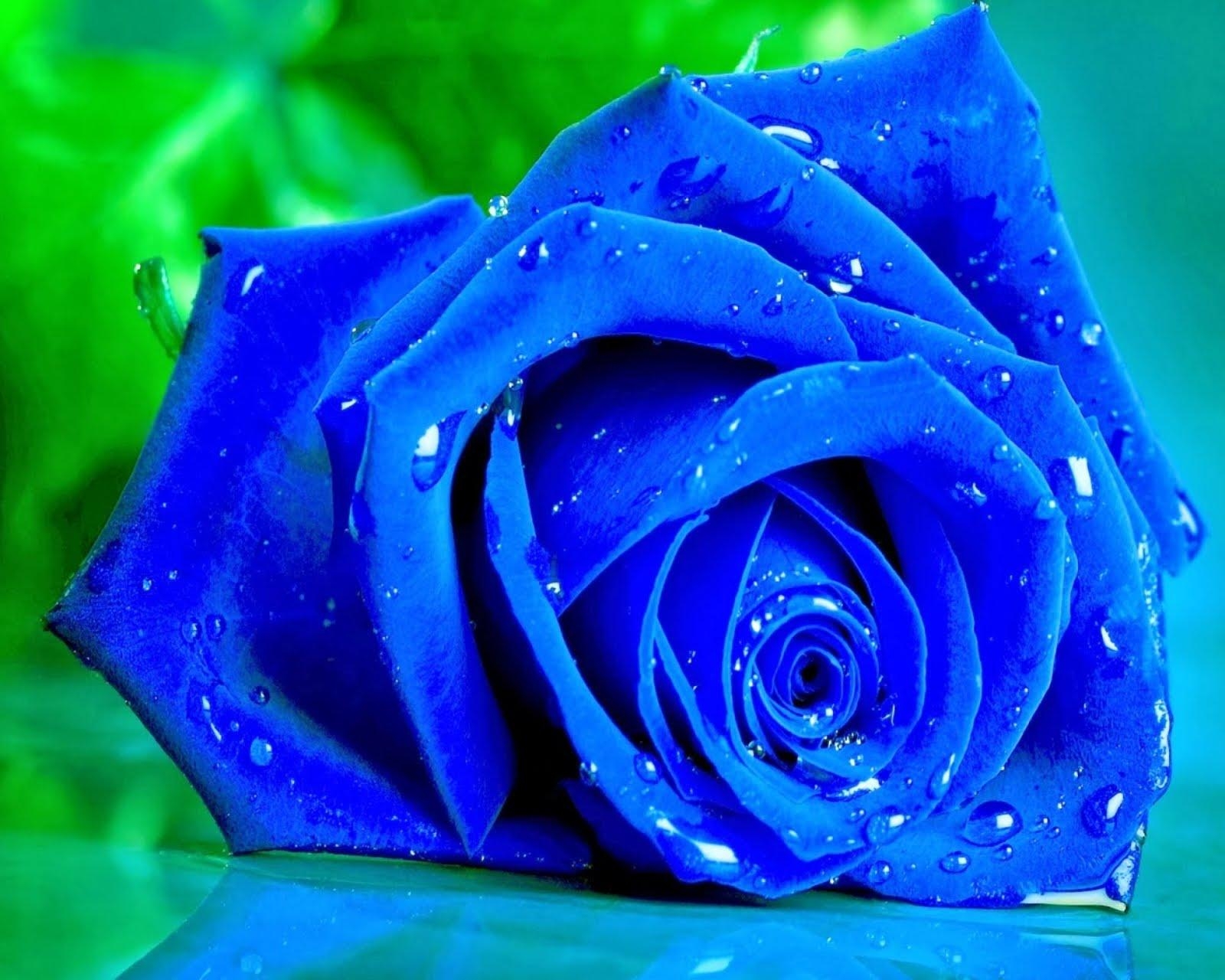 1600x1280 Blue Rose Live Wallpaper, Desktop
