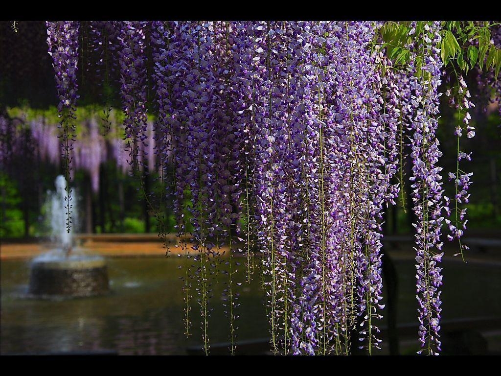 1030x770 wisteria, Desktop and mobile wallpaper, Desktop