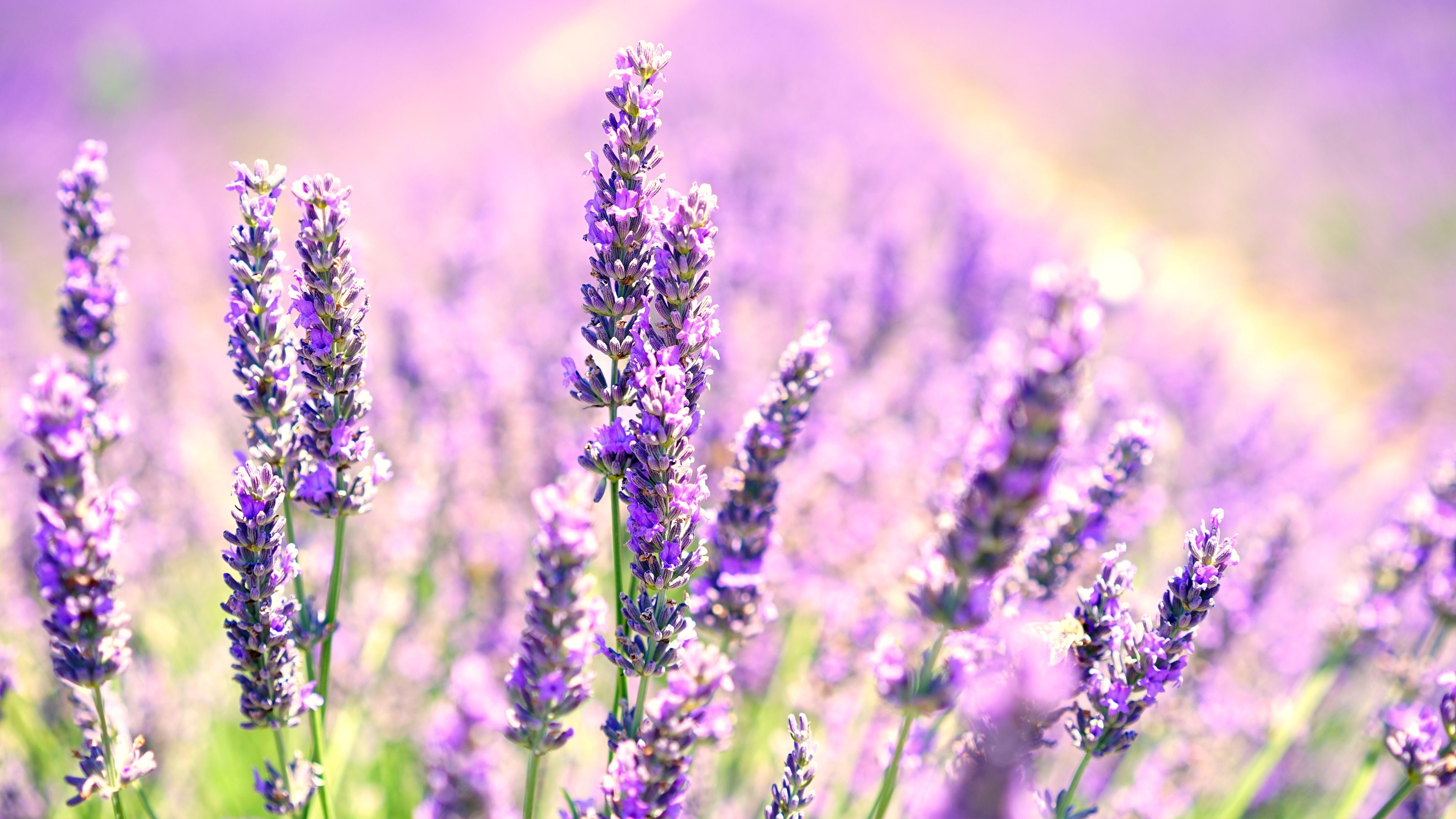 3840x2160 Lavender Desktop Wallpaper Free Lavender Desktop Background, Desktop