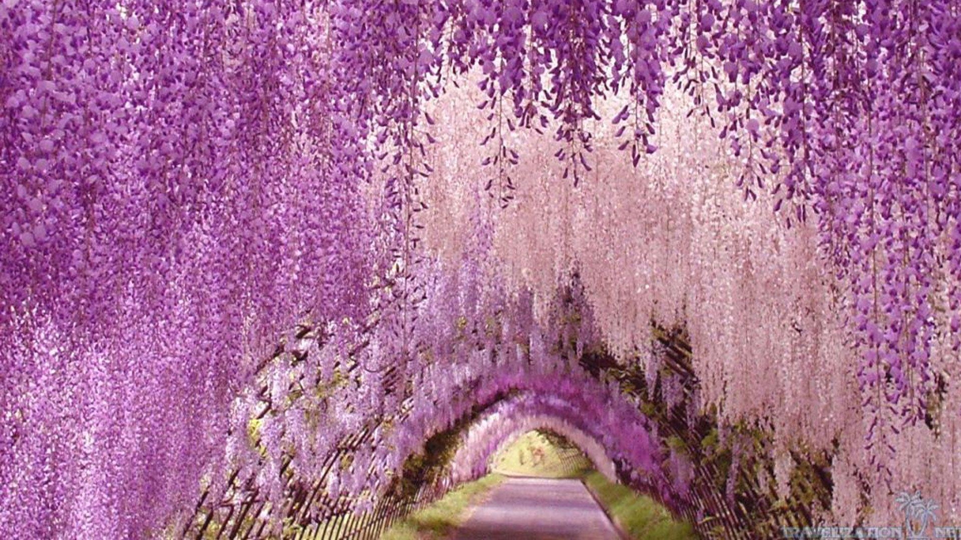 1920x1080 Wisteria Flower Tunnel, Desktop