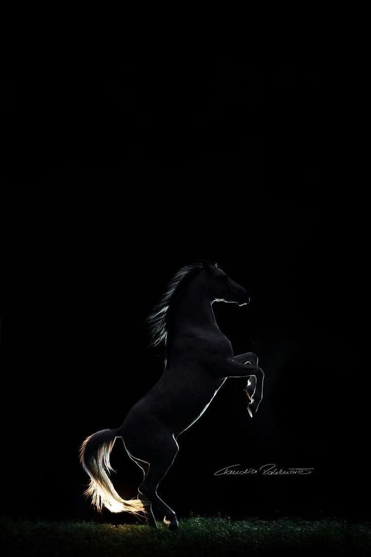 740x1110 Horse wallpaper, Horse aesthetic, Horse, Phone