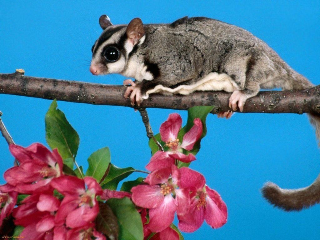 1030x770 Free Sugar Gliders. Sugar Glider and Pink Blooms Wallpaper, Desktop