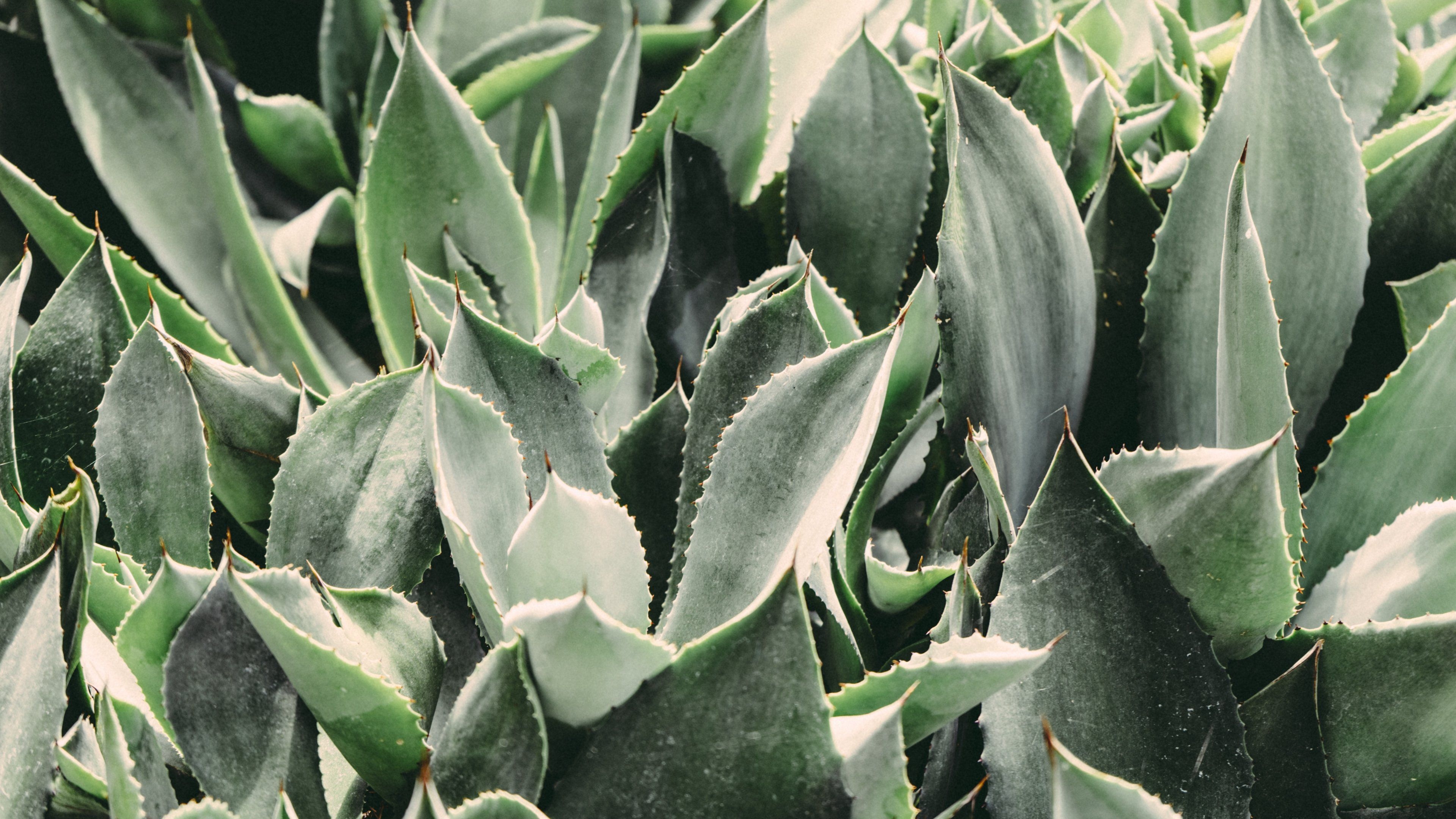 3840x2160 Cactus Leaves Wallpaper, Android & Desktop Background, Desktop