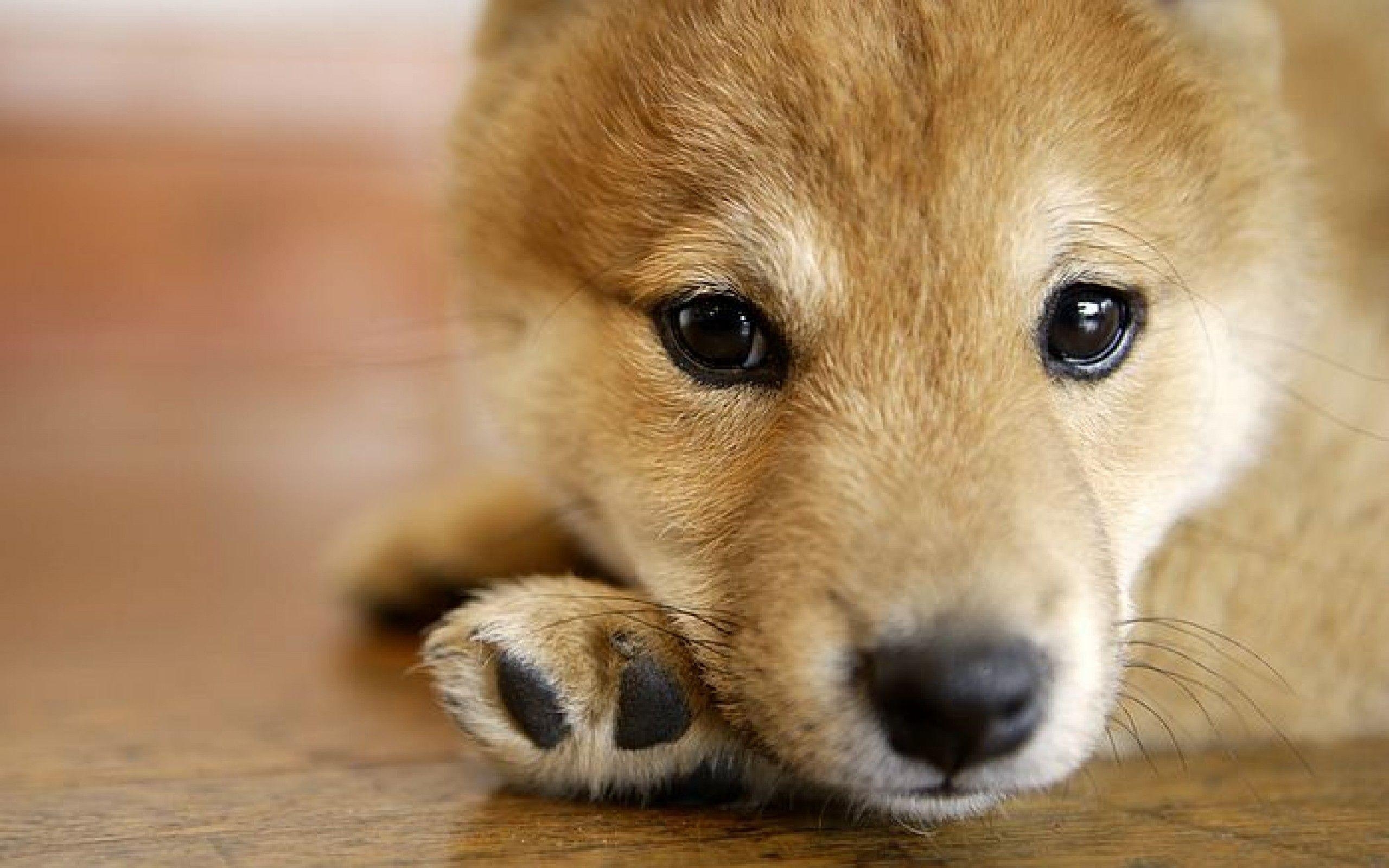 2560x1600 Pix For > Shiba Inu Wallpaper 1920x1080, Desktop