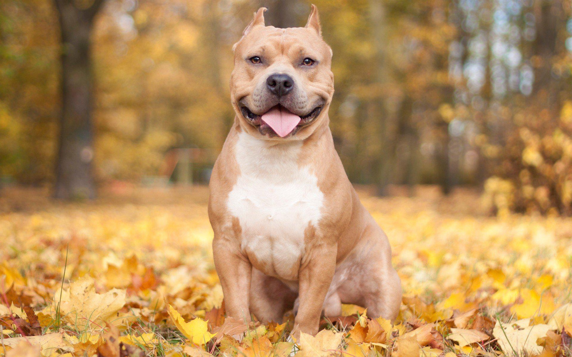 1920x1200 HD Nature Autumn Animals Leaves Dogs Iron Pitbull Free Background, Desktop