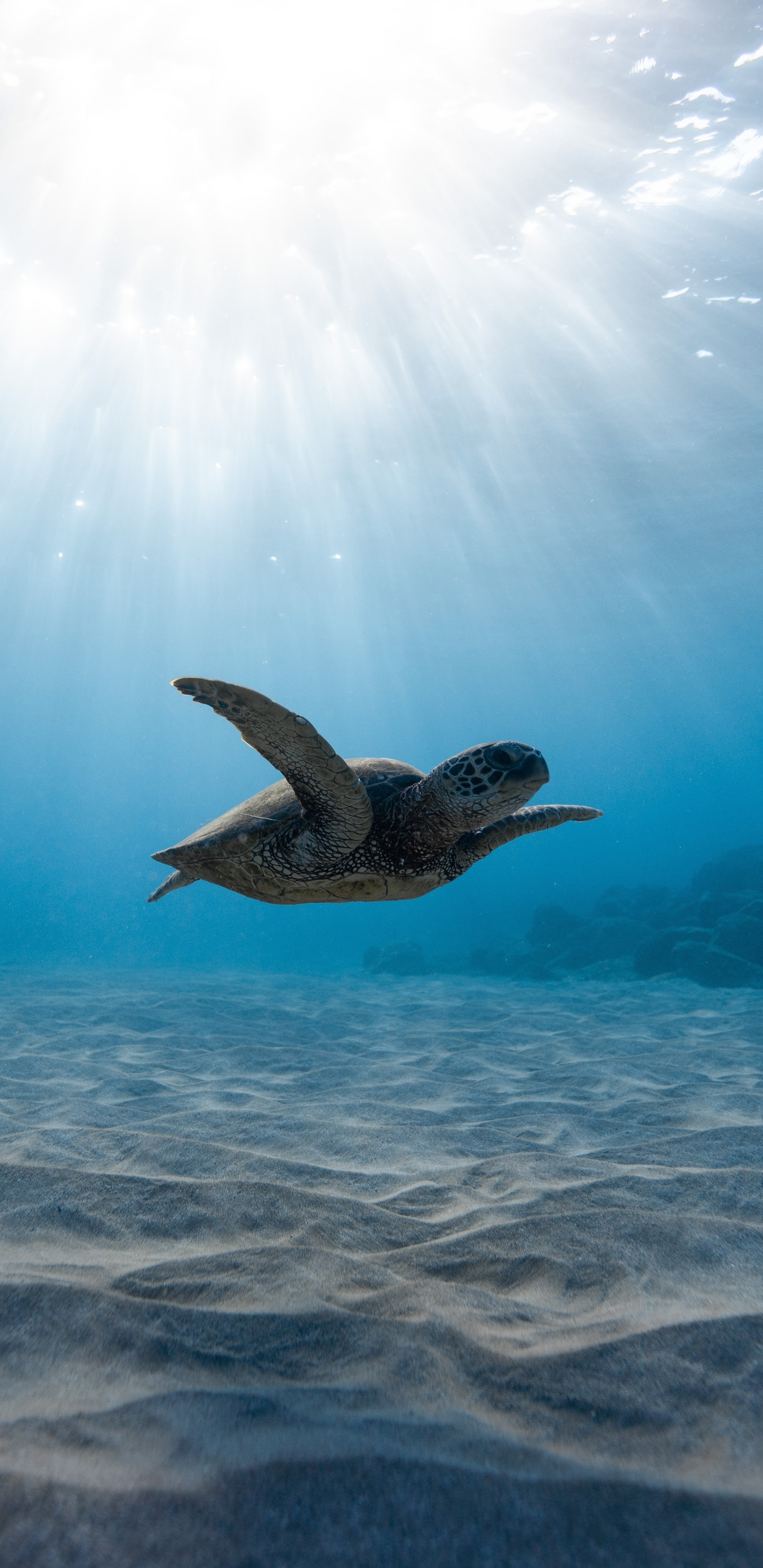 1440x2960 Baby turtle in water Wallpaper Download, Phone