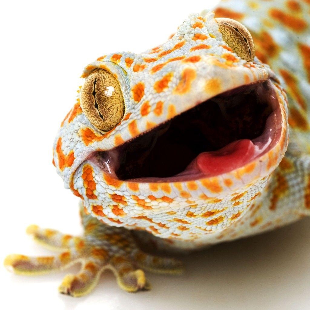 1030x1030 Tokay Gecko. Tokay gecko HD Wallpaper. A few of my favorite, Phone