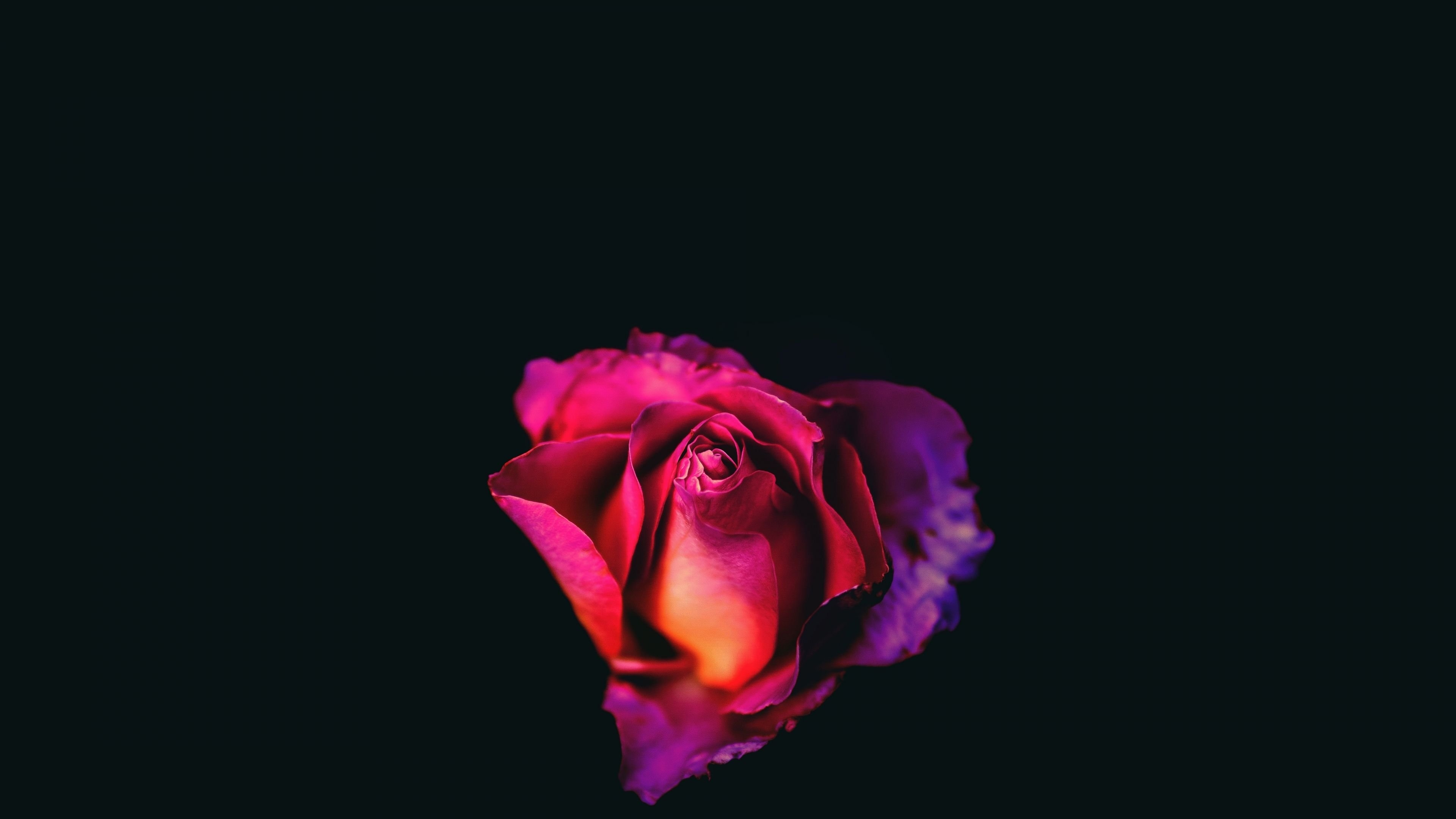 3840x2160 Download Rose Oled Dark 8k 4K resolution 16:9 ratio wallpaper, Desktop