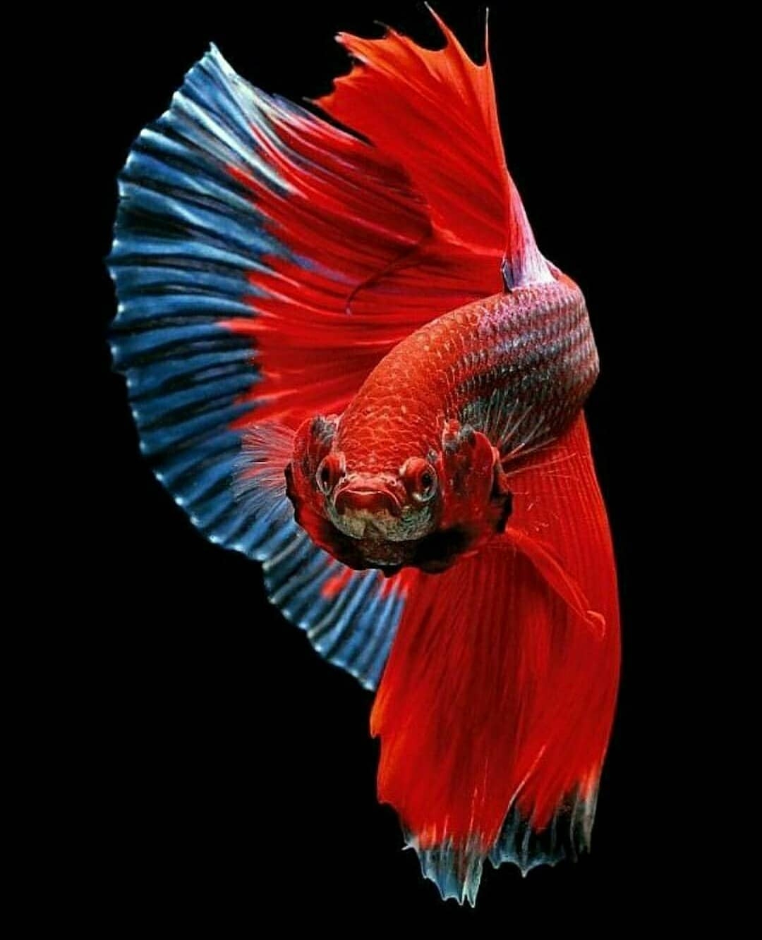 1080x1340 Wallpaper Ios Ikan Cupang HD HD For Android, Phone