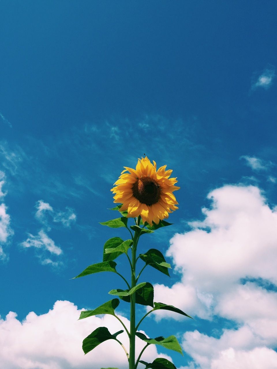 960x1280 Clouds Sunflower Aesthetic Wallpaper, Phone