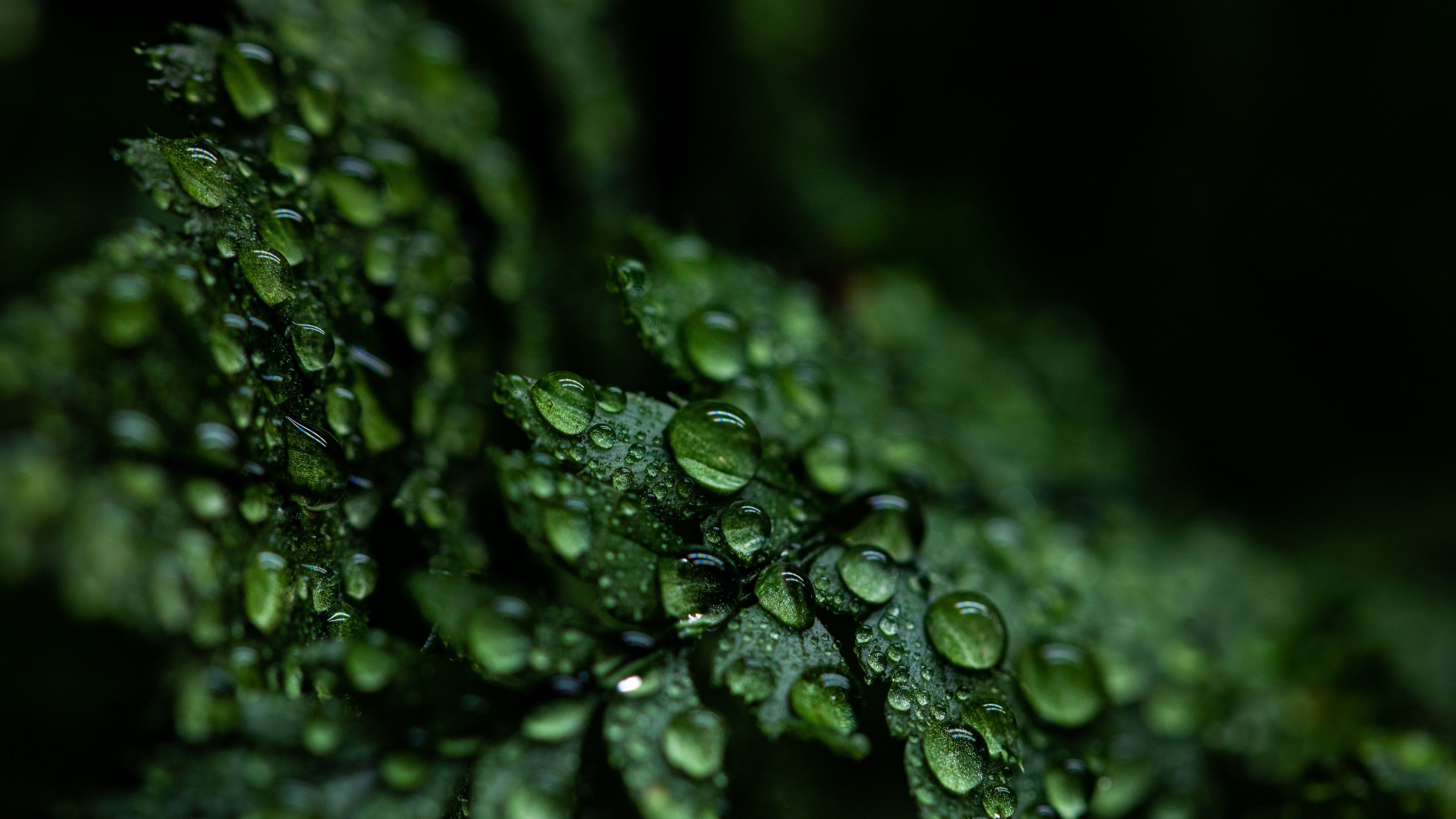 3840x2160 Leaves 4K Wallpaper, Rain drops, Dark, Plant, Droplets, 5K, Nature, Desktop