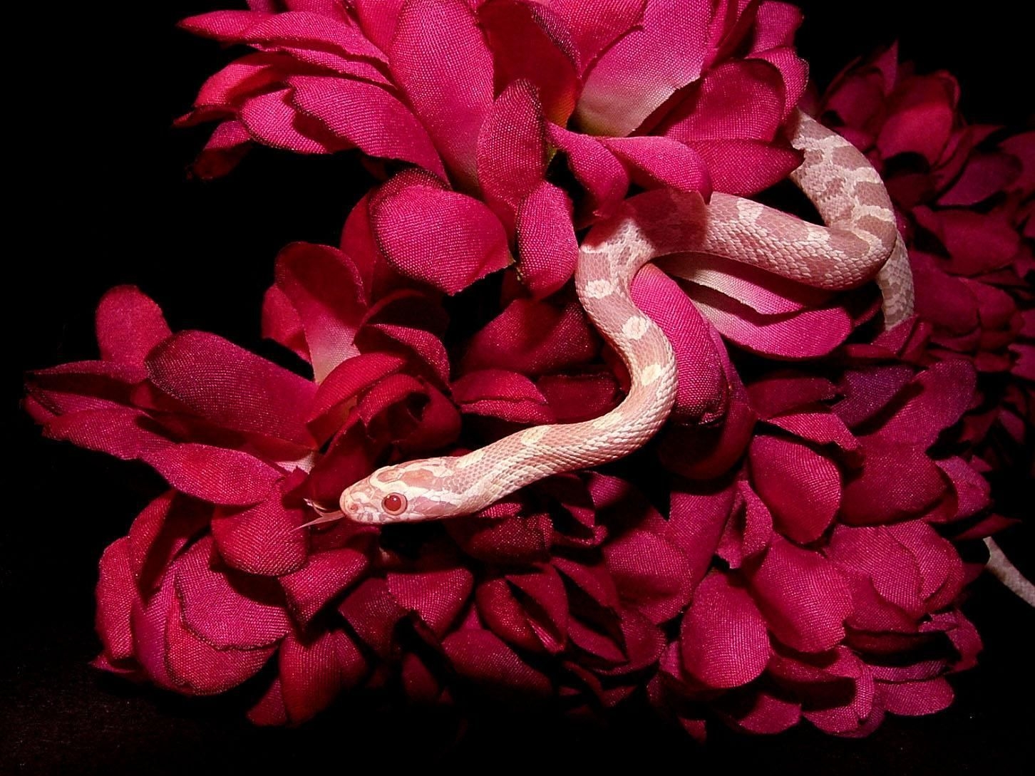 1460x1090 Pink Snake HD Wallpaper Free.wallpaperaccess.com, Desktop