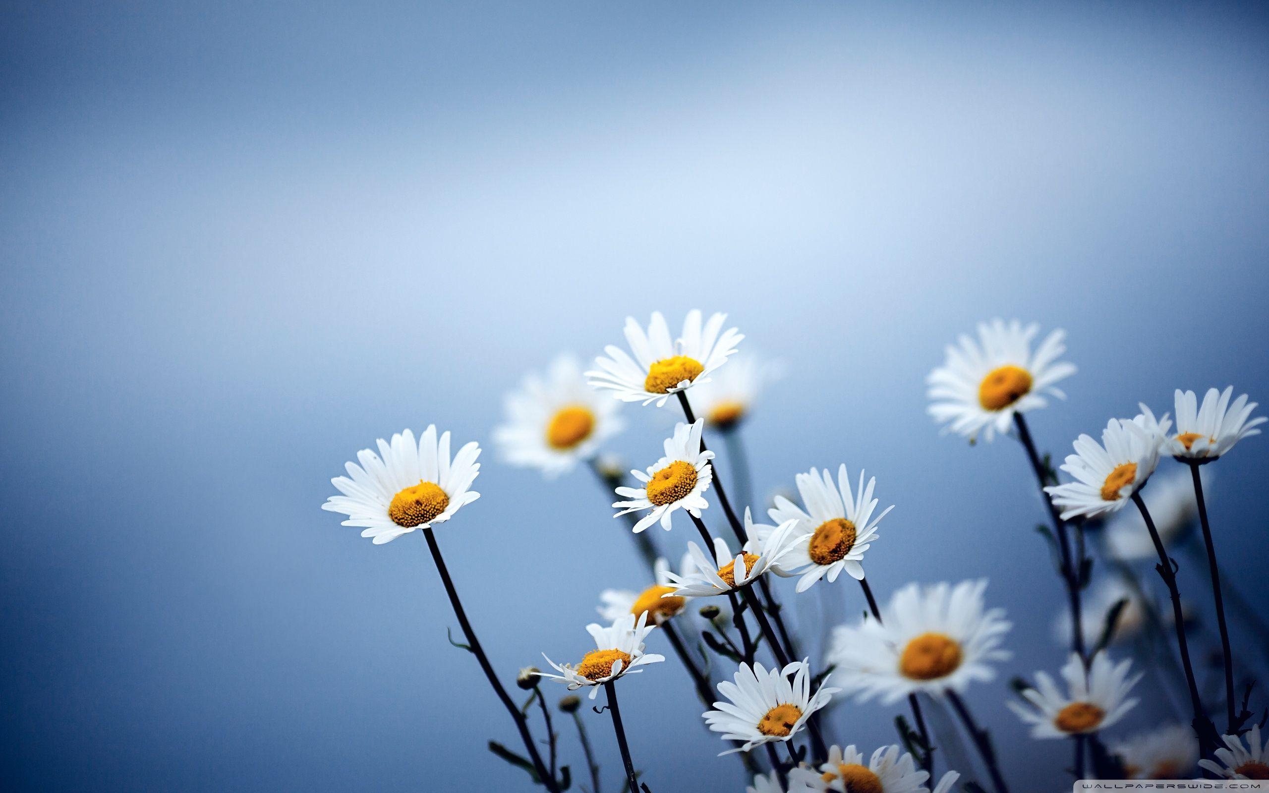 2560x1600 Simple Flower Desktop Wallpaper Free Simple Flower Desktop, Desktop