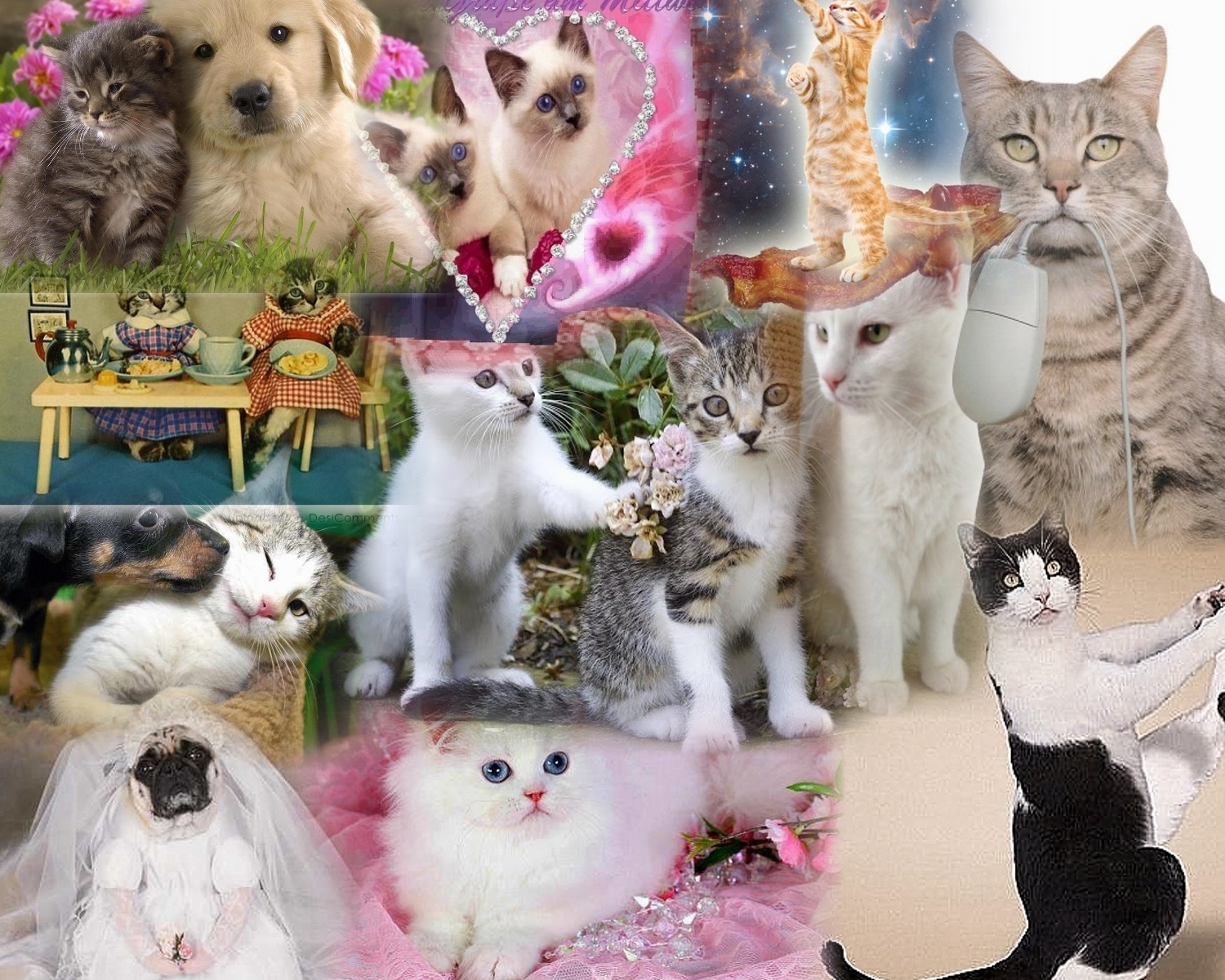 1500x1200 COLLAGE OF CATS Wallpaper and Background Imagex1200, Desktop