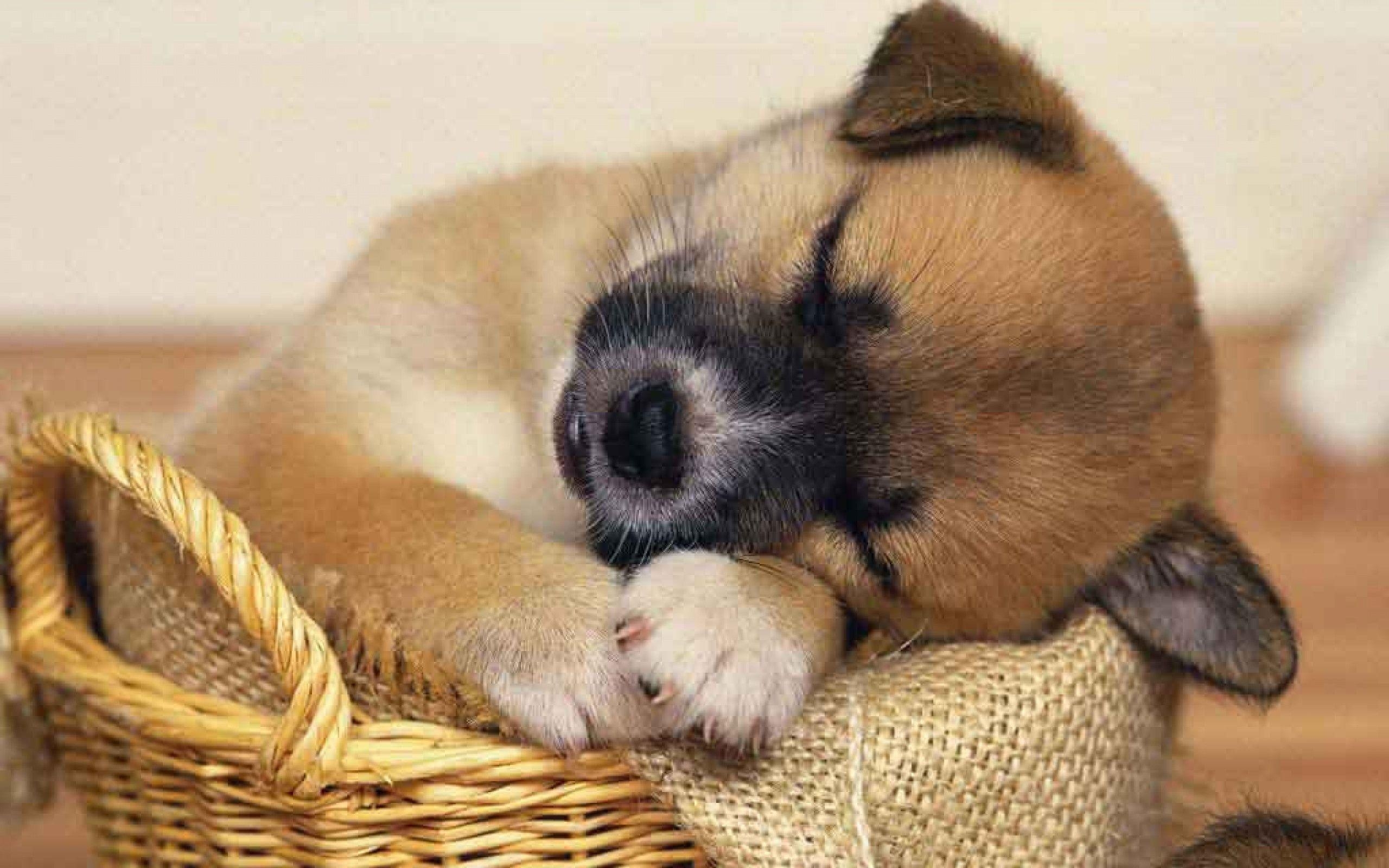 2560x1600 Puppy HD Wallpaper and Background Image, Desktop