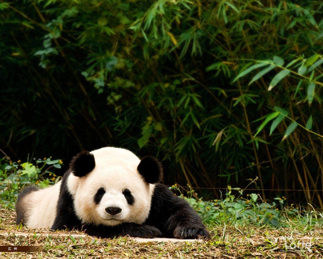 1280x1030 Panda Wallpaper. HD Background Point, Desktop