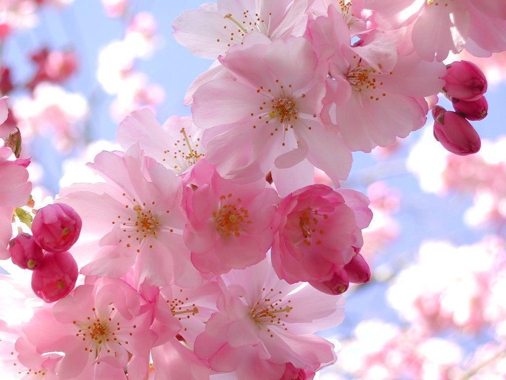 1030x770 Pink Flowers Wallpaper and Picture Items, Desktop