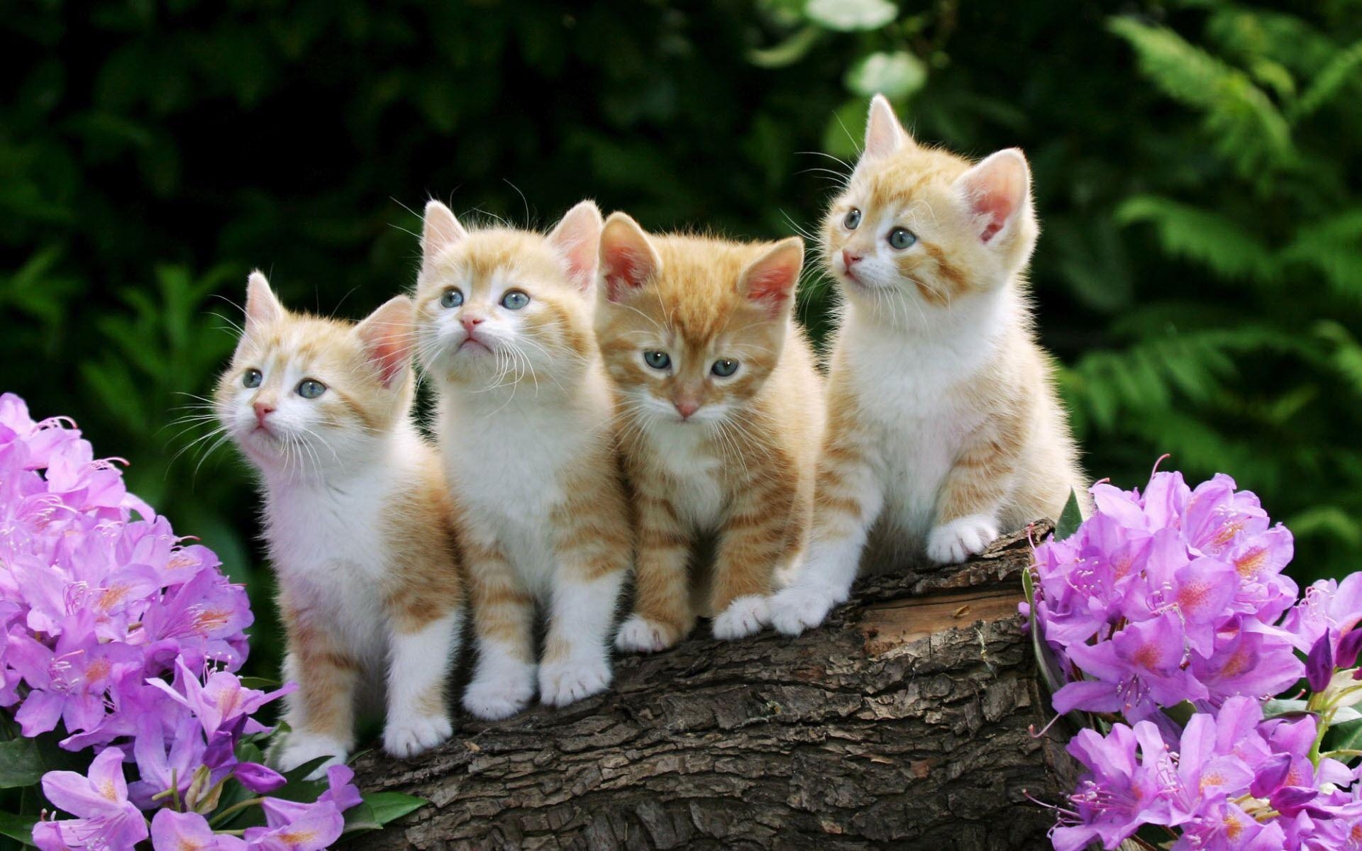 1920x1200 Cute Baby Cats Wallpaper, Desktop