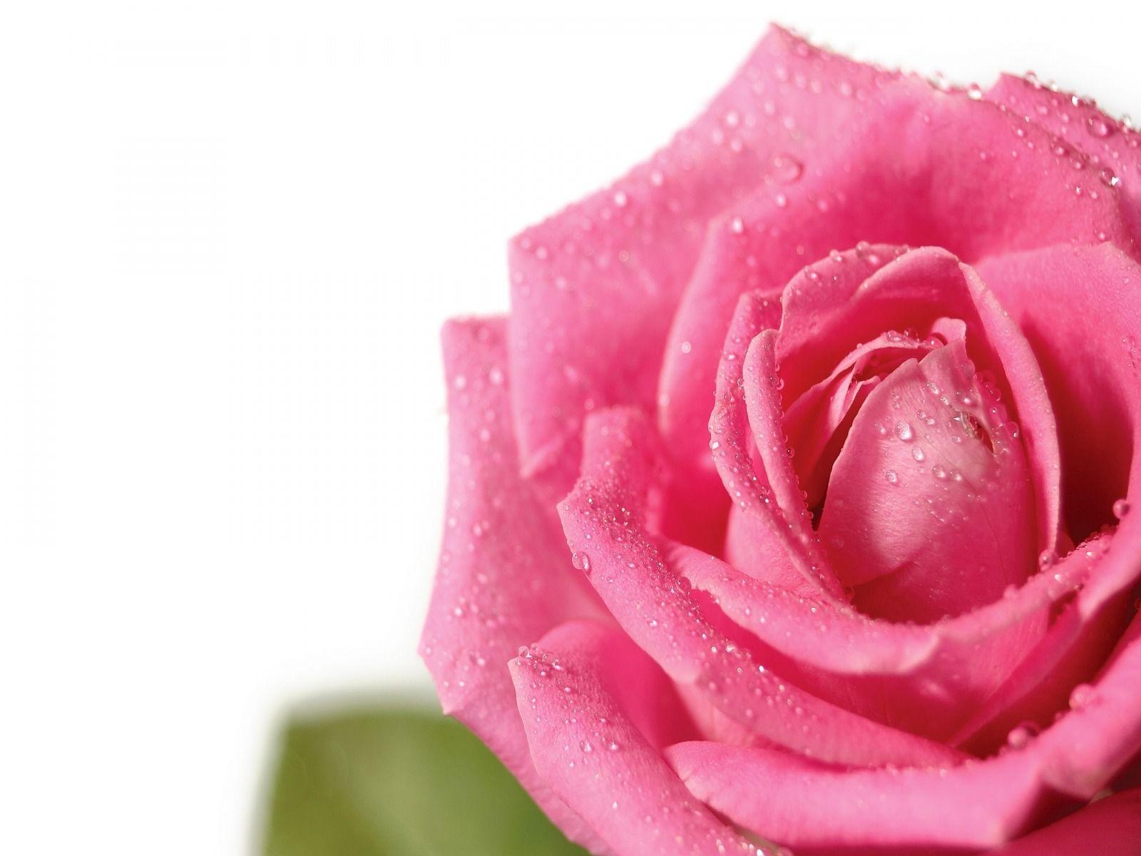 1600x1200 Pretty Pink Rose Wallpaper, Desktop