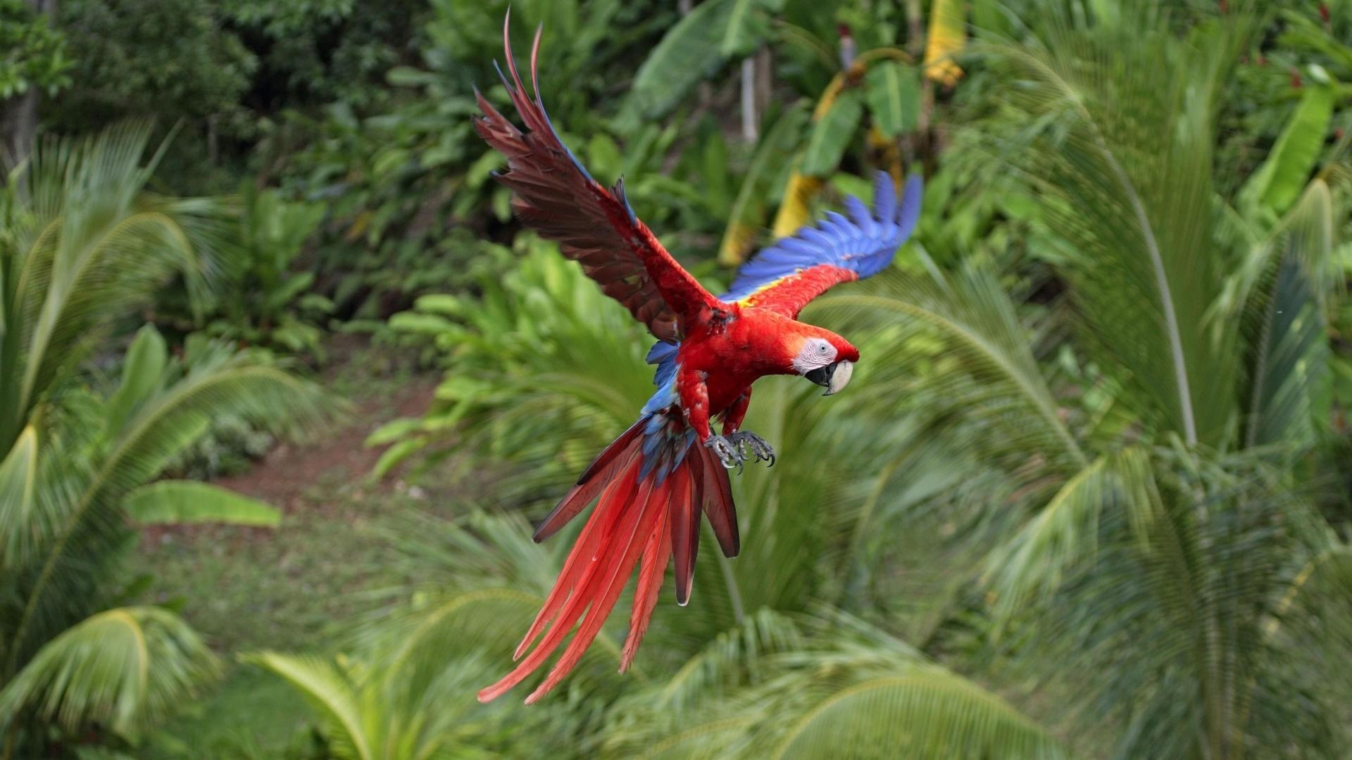 1920x1080 Macaw scarlet macaws birds flight parrots wallpaper. AllWallpaper, Desktop