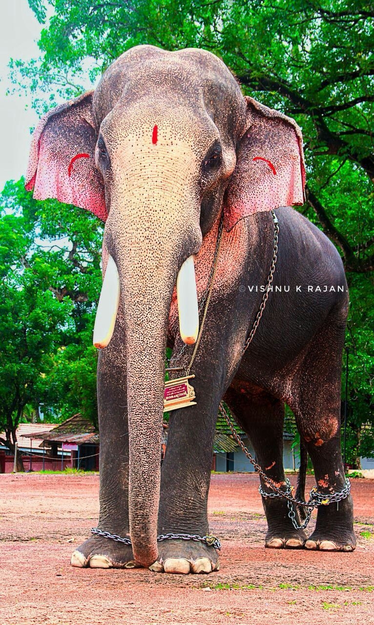 770x1280 Painting. Elephant photography, Elephant image, Elephants photo, Phone