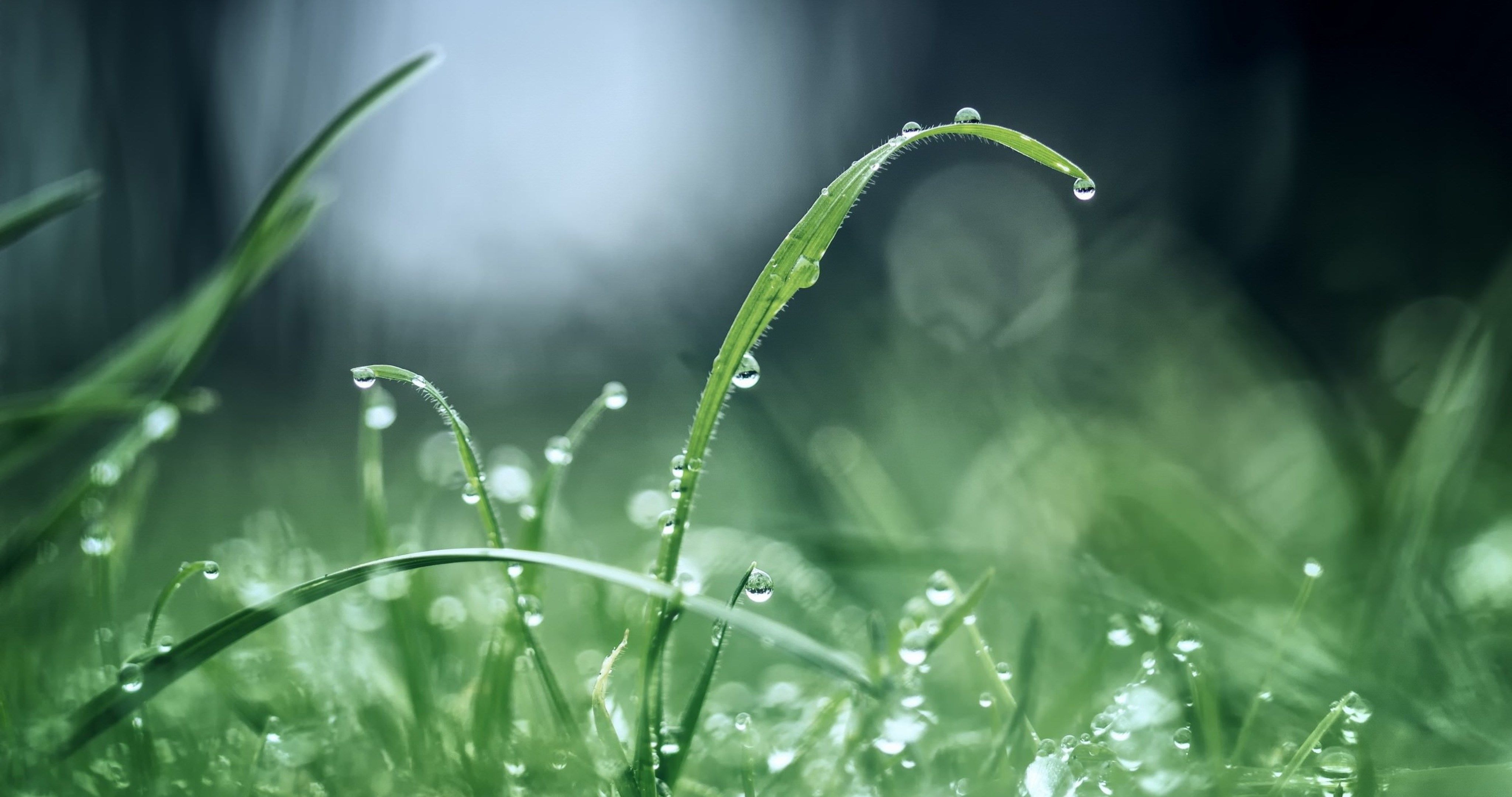 4100x2160 23++ Rain Nature Wallpaper 4k HD, Desktop