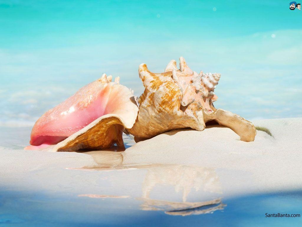 1030x770 Free Download Seashells HD Wallpaper, Desktop