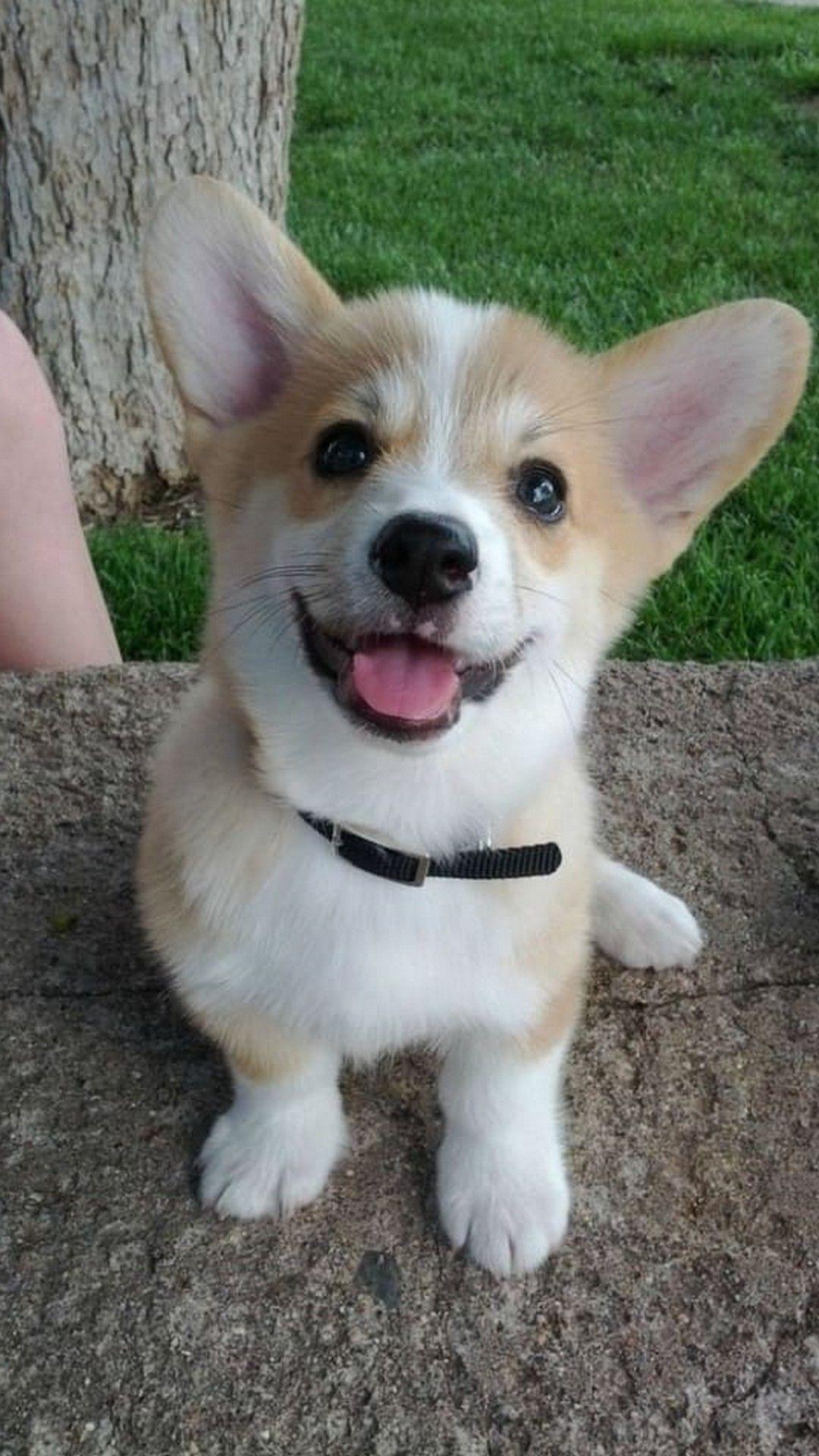 1080x1920 Wallpaper Puppies iPhone Wallpaper. Corgi wallpaper, Corgi wallpaper iphone, Puppy wallpaper iphone, Phone