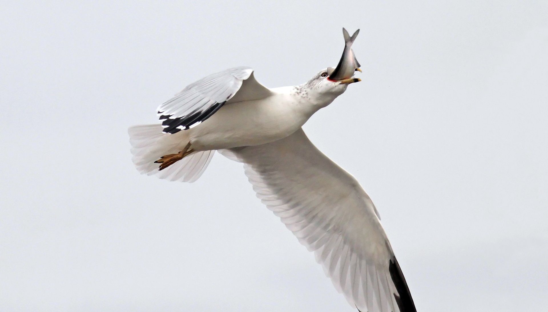 1920x1100 seagull, Hunting, Fishing Wallpaper HD / Desktop and Mobile Background, Desktop