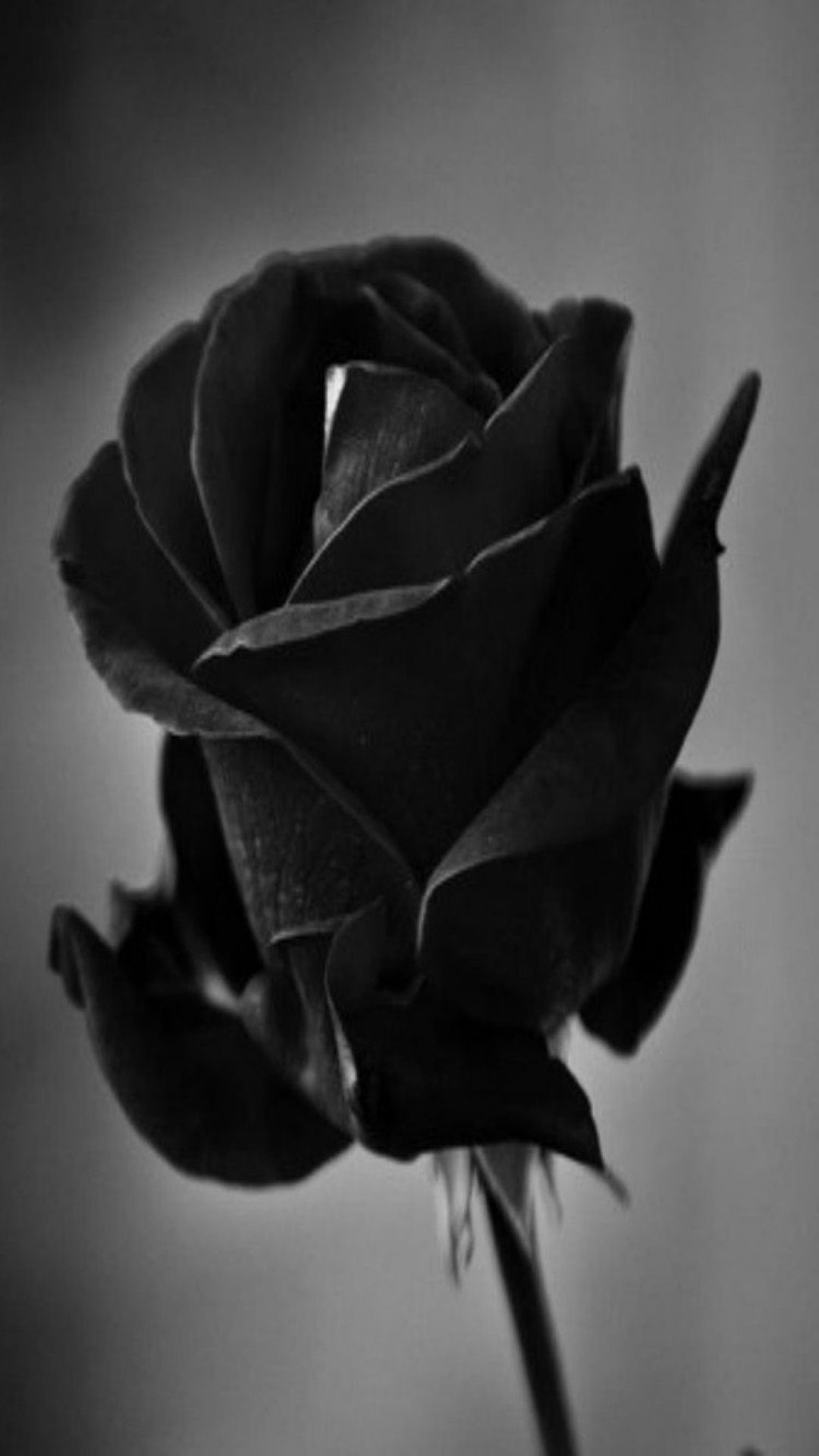 1080x1930 Black Rose, iPhone, Desktop HD Background / Wallpaper (1080p, 4k) () (2020), Phone