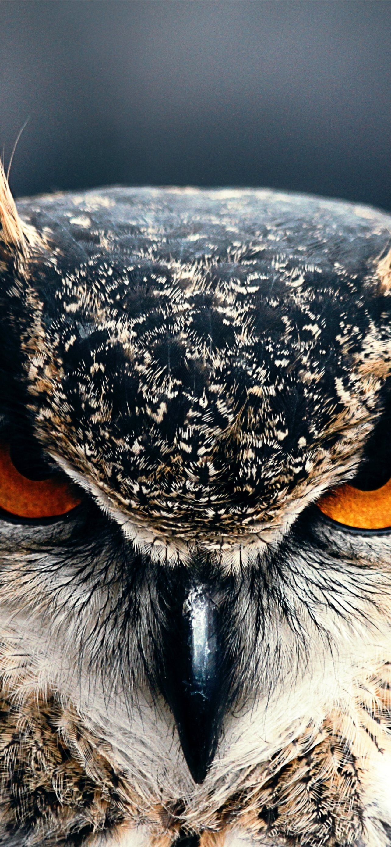 1290x2780 Best Owl iPhone HD Wallpaper, Phone