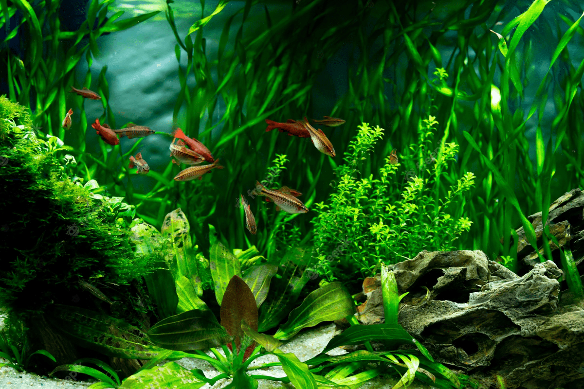 1200x800 Aquarium Background, Desktop