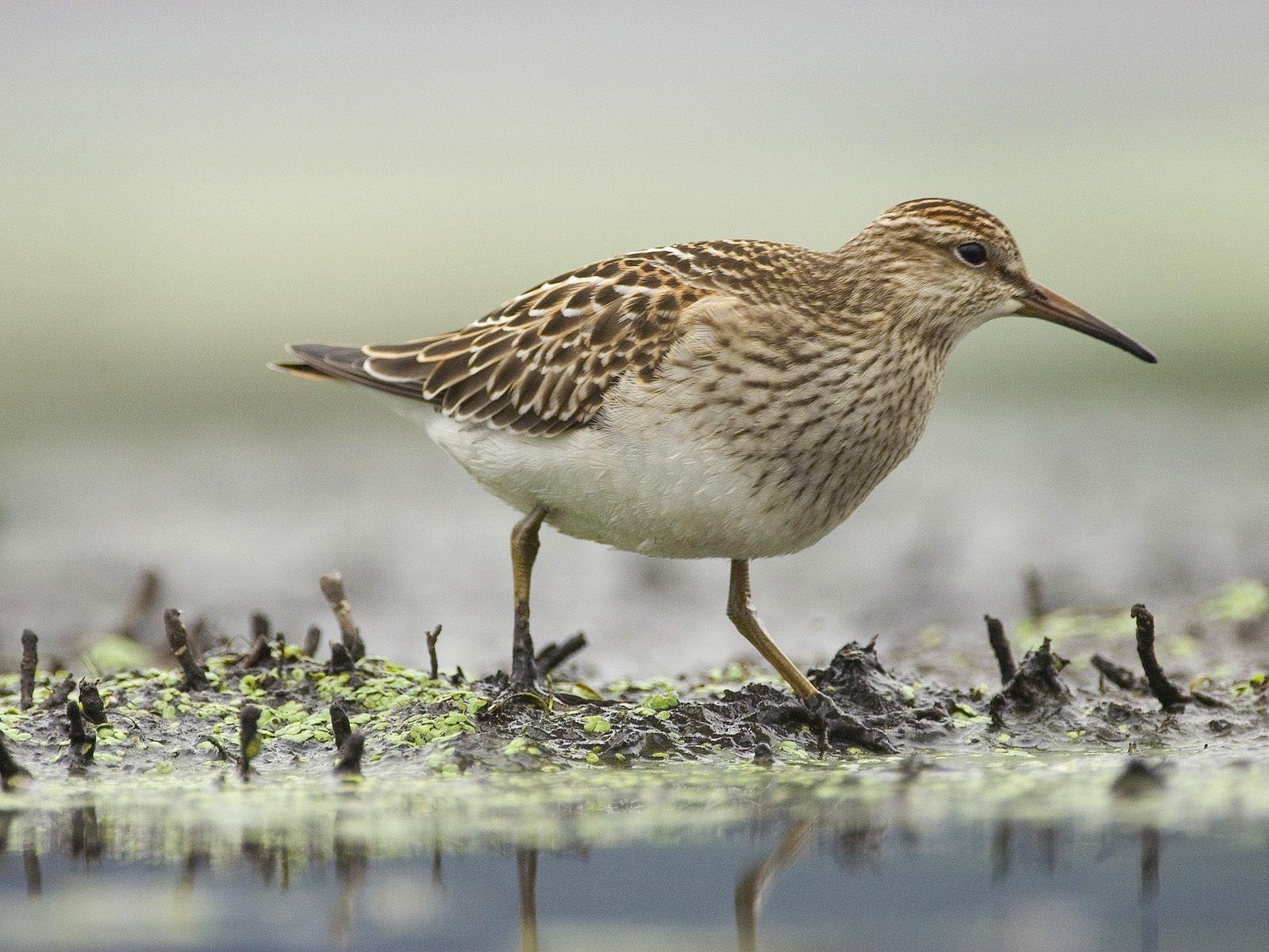 1600x1200 Sandpiper wallpaper, Desktop