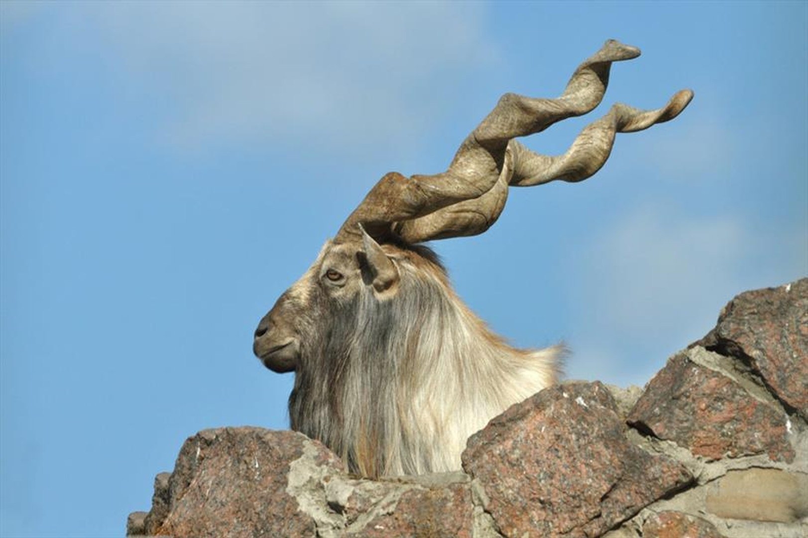 1630x1080 Markhor Wallpaper Free Markhor Background, Desktop