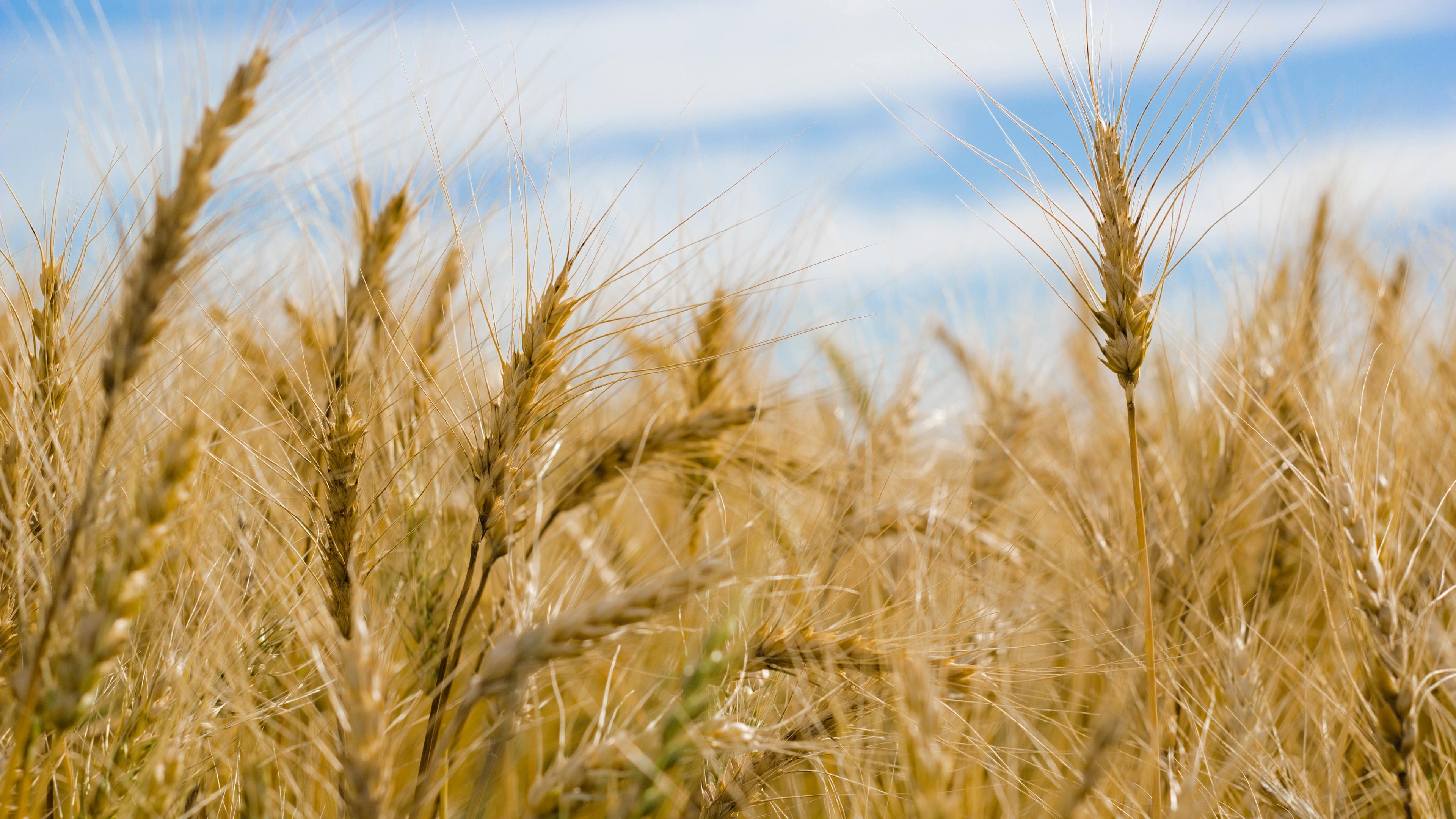 3840x2160 Wallpaper 4k Dry Wheat Farm 4k Wallpaper, Desktop