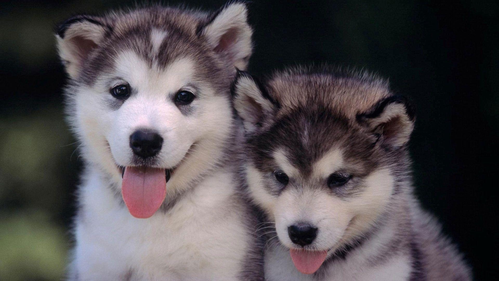 1920x1080 Husky Puppies Wallpaper, Desktop