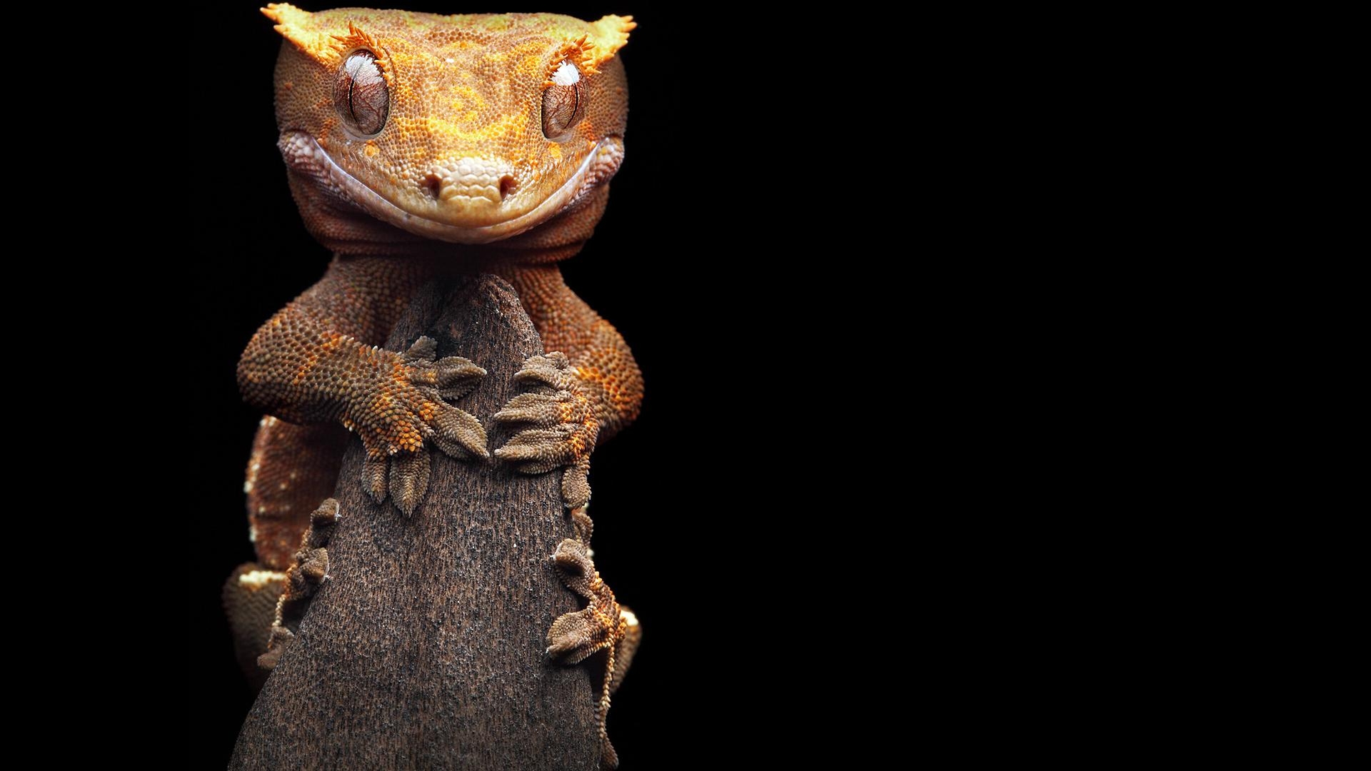 1920x1080 Gecko HD Wallpaper, Desktop