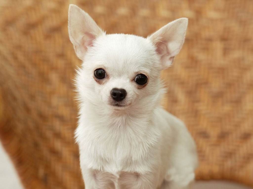 1030x770 Free download dogs wallpaper white chihuahua dogs wallpaper white chihuahua dogs [] for your Desktop, Mobile & Tablet. Explore Chihuahua Dogs Wallpaper. Black Chihuahua Wallpaper, Chihuahua Puppy Wallpaper, Chihuahua Desktop Wallpaper, Desktop