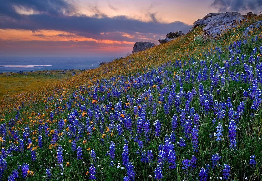 1100x770 Texas Bluebonnets Wallpaper 23 X 763, Desktop