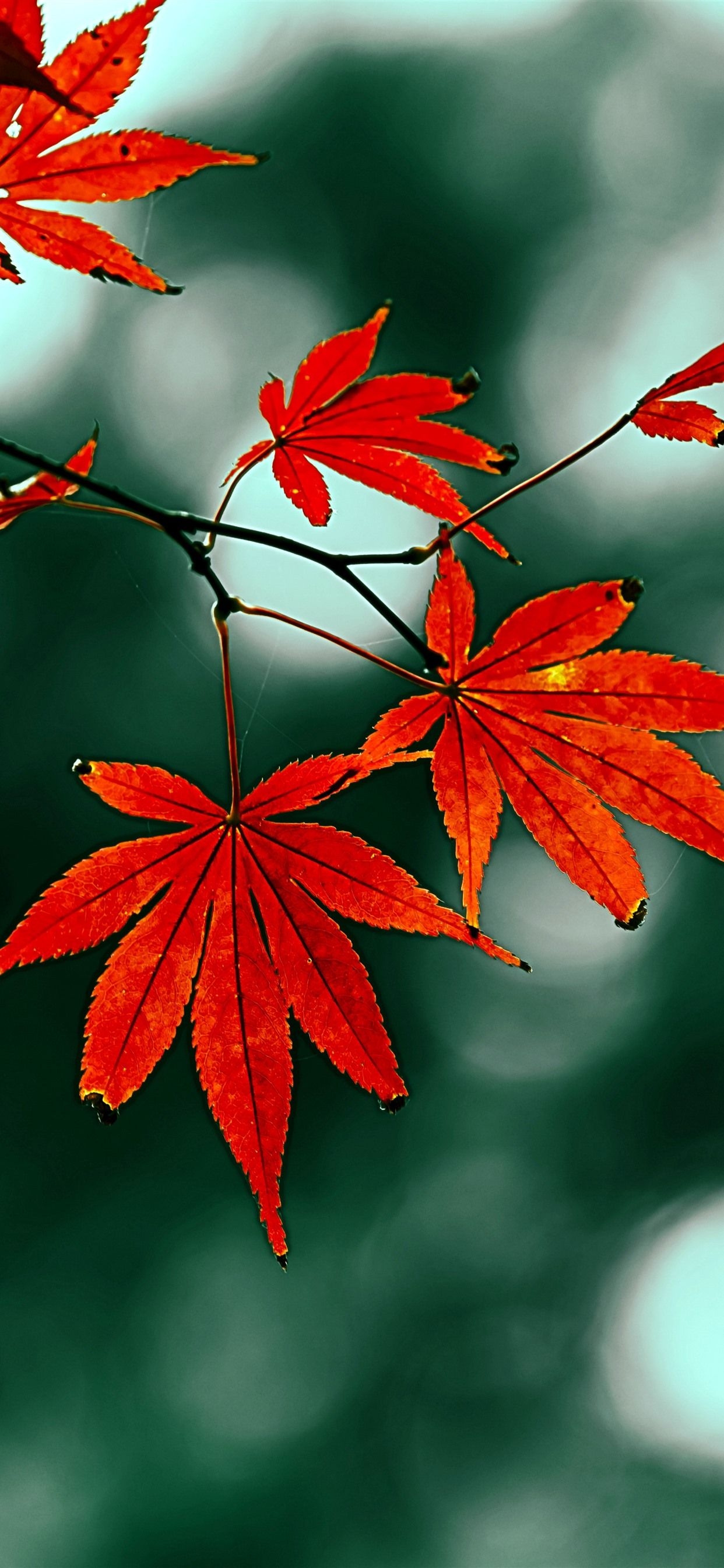 1250x2690 Red Maple Leaves, Hazy, Autumn  IPhone 11 Pro XS Max Wallpaper, Background, Picture, Image, Phone