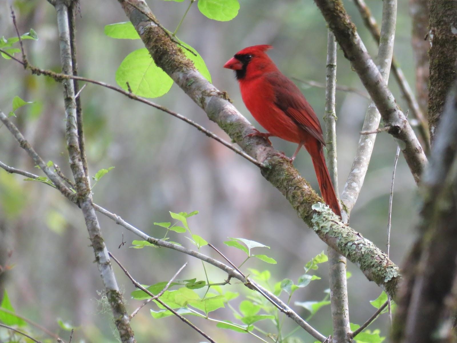 1600x1200 Bird Photo, Birding Sites, Bird Information: TWO BEAUTIFUL BIRDS, Desktop